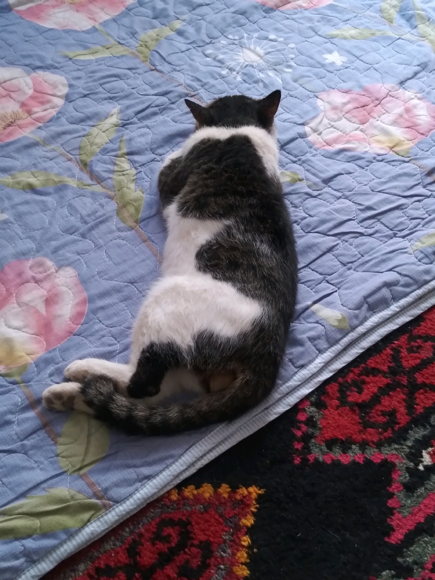 A black and white cat is lying on a blue quilted blanket patterned with pink and white flowers and green leaves. The cat is curled up with its back to the camera. Its tail is wrapped around its body. The blanket is on a surface with a patterned rug that is red and black. The image does not provide any information about the location in the city of Baki, Uzbekistan.