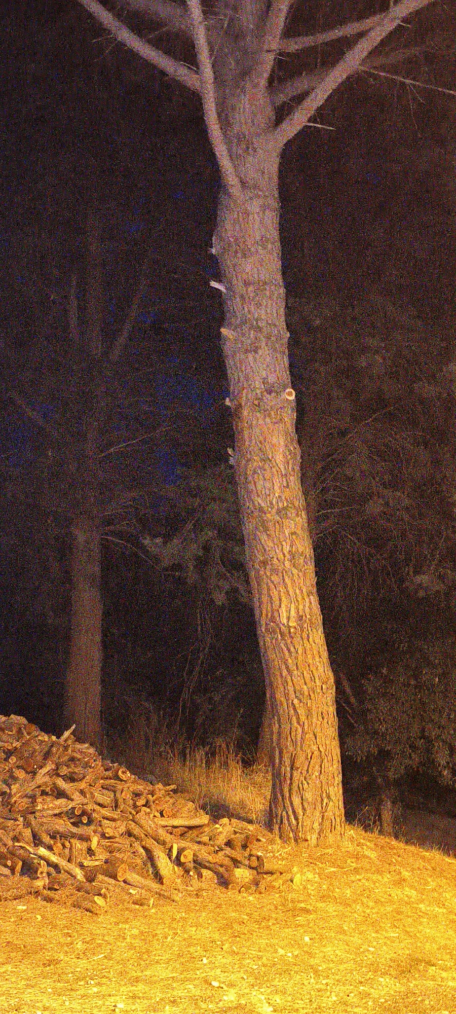 A medium-shot photograph depicts a pile of cut logs in the foreground, illuminated by a bright yellow light source, likely artificial, creating a stark contrast with the dark background. The logs are varied in size and appear to be from a felled tree. Behind the logs, the trunk of a large, mature tree stands prominently in the center of the frame. Its bark is rough and textured, and its branches, devoid of leaves, extend upwards and outwards into the darkness. To the left of the main tree, another tree trunk, darker and more slender, is partially visible, suggesting a wooded area. The overall environment is one of natural darkness, possibly nighttime, punctuated by the strong artificial lighting on the logs and the lower portion of the main tree. The image's location is identified as Campagnatico, Italy, though no specific urban or rural indicators are visible within the frame itself, other than the general impression of a wooded or park-like setting. There are no people or animals present in the scene, and no discernible actions or interactions are taking place.