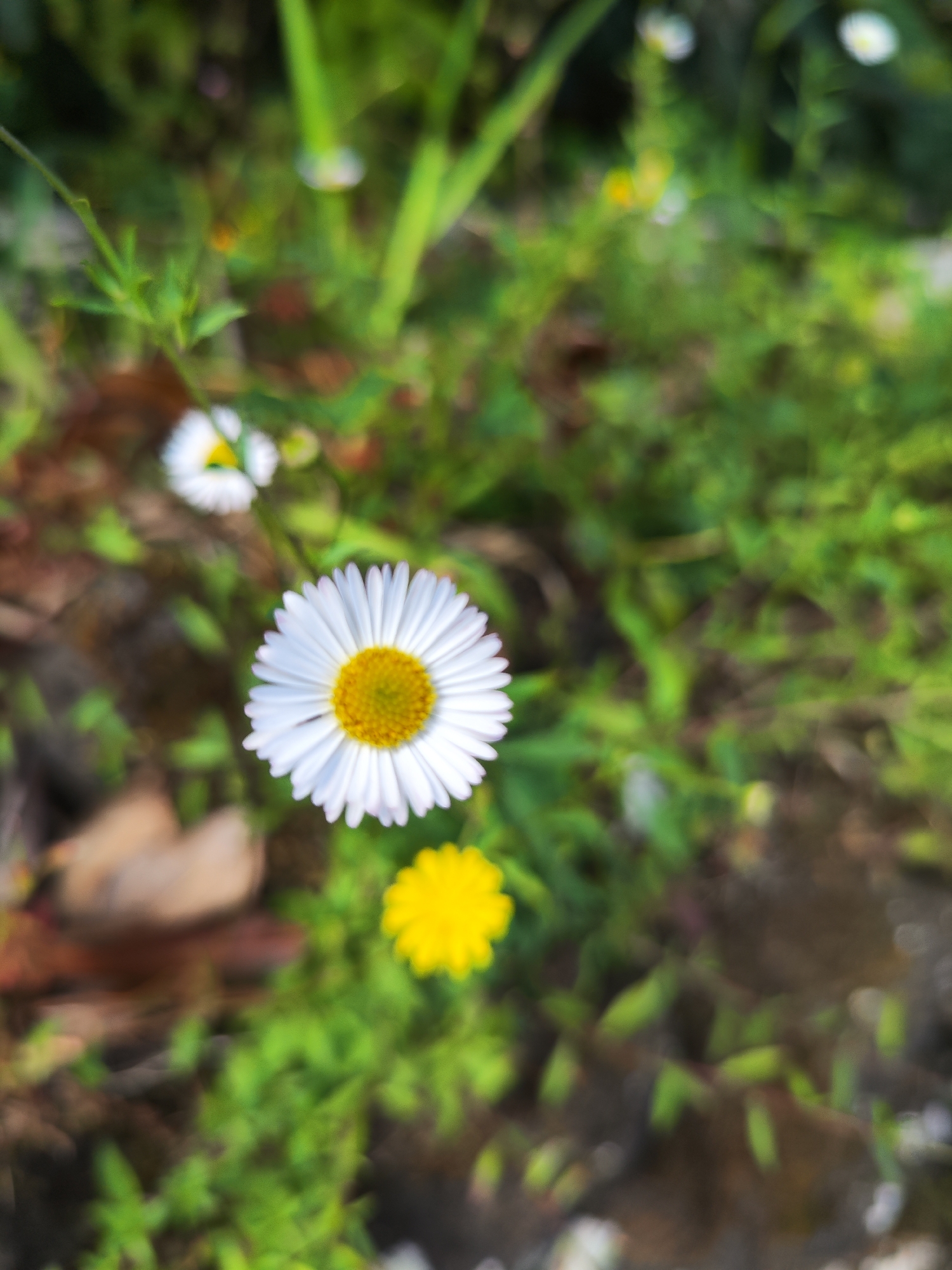 The image shows a close-up view of daisies and other wildflowers growing in a grassy area. The daisies have white petals and yellow centers. A yellow flower is also visible near the bottom of the image. The background is a mix of green grass and other plants, with some blurred brown patches. The location, Ribeira Grande, Portugal, cannot be confirmed from the visual information.
