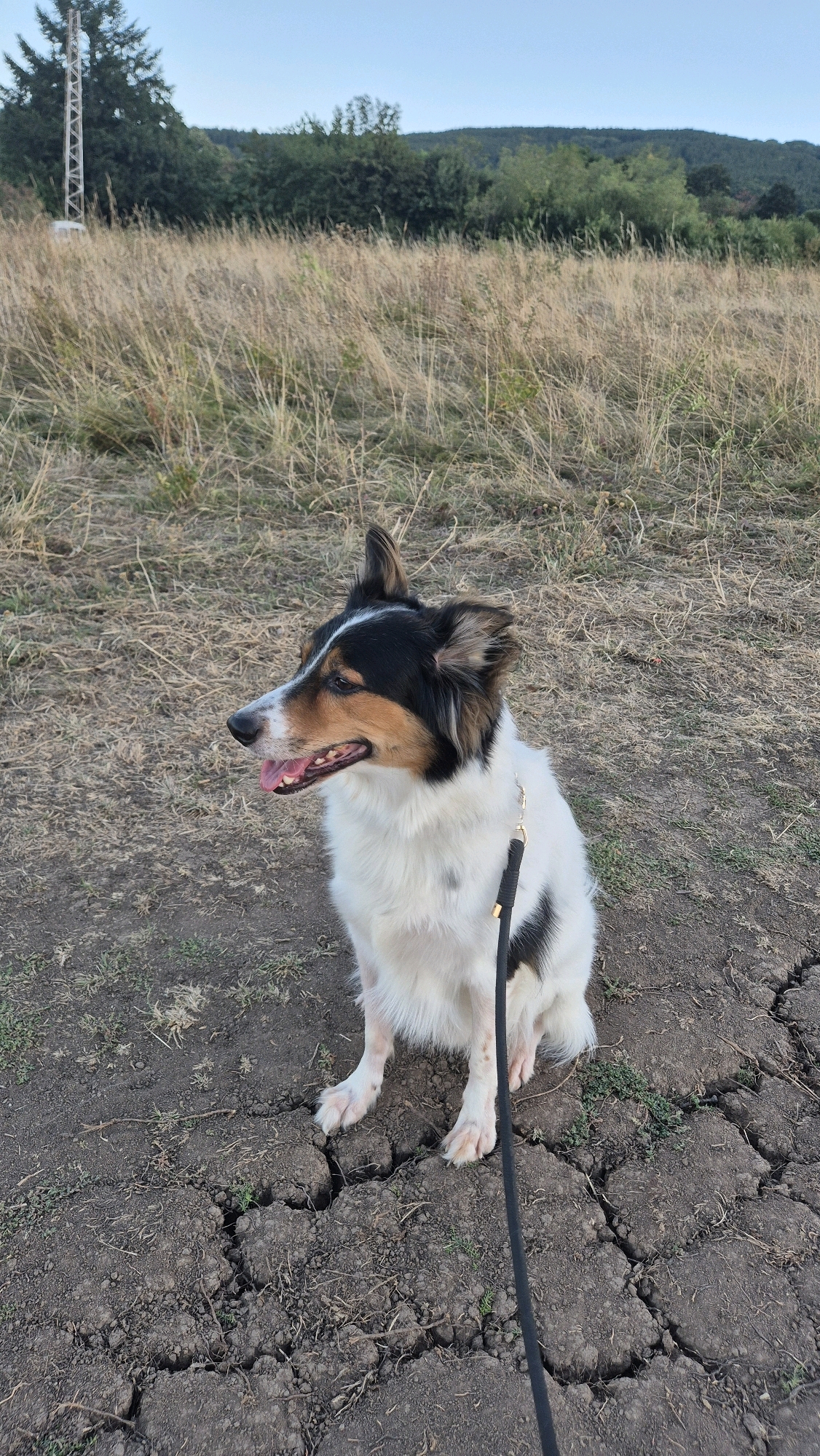 A medium-sized dog with black, white, and tan markings sits on cracked, dry earth in a field. The dog is facing left with its mouth open, and its pink tongue is visible. A black leash with a gold clasp is attached to its collar. In the background, there is dry grass, trees, a hill, and a tall metal tower. The sky is clear and pale blue. The location is the area around the National Historical Museum in Sofia, Bulgaria.