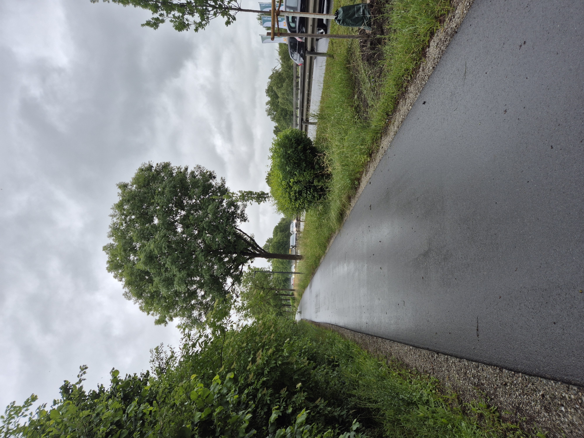 The image depicts a wet, grey asphalt pathway running alongside a green, leafy hedge on the left and a grassy area bordering a highway on the right. Several trees are visible, including a large, mature tree with a full canopy in the mid-ground and other trees lining the pathway and highway. Traffic, including cars and a truck, can be seen on the highway in the background. The sky is overcast with grey clouds. A small, recently planted tree with a protective stake and bag is located on the right side of the pathway. The scene appears to be in a suburban or semi-rural area. Based on the provided crops, the location is identified as Ergolding, Germany.