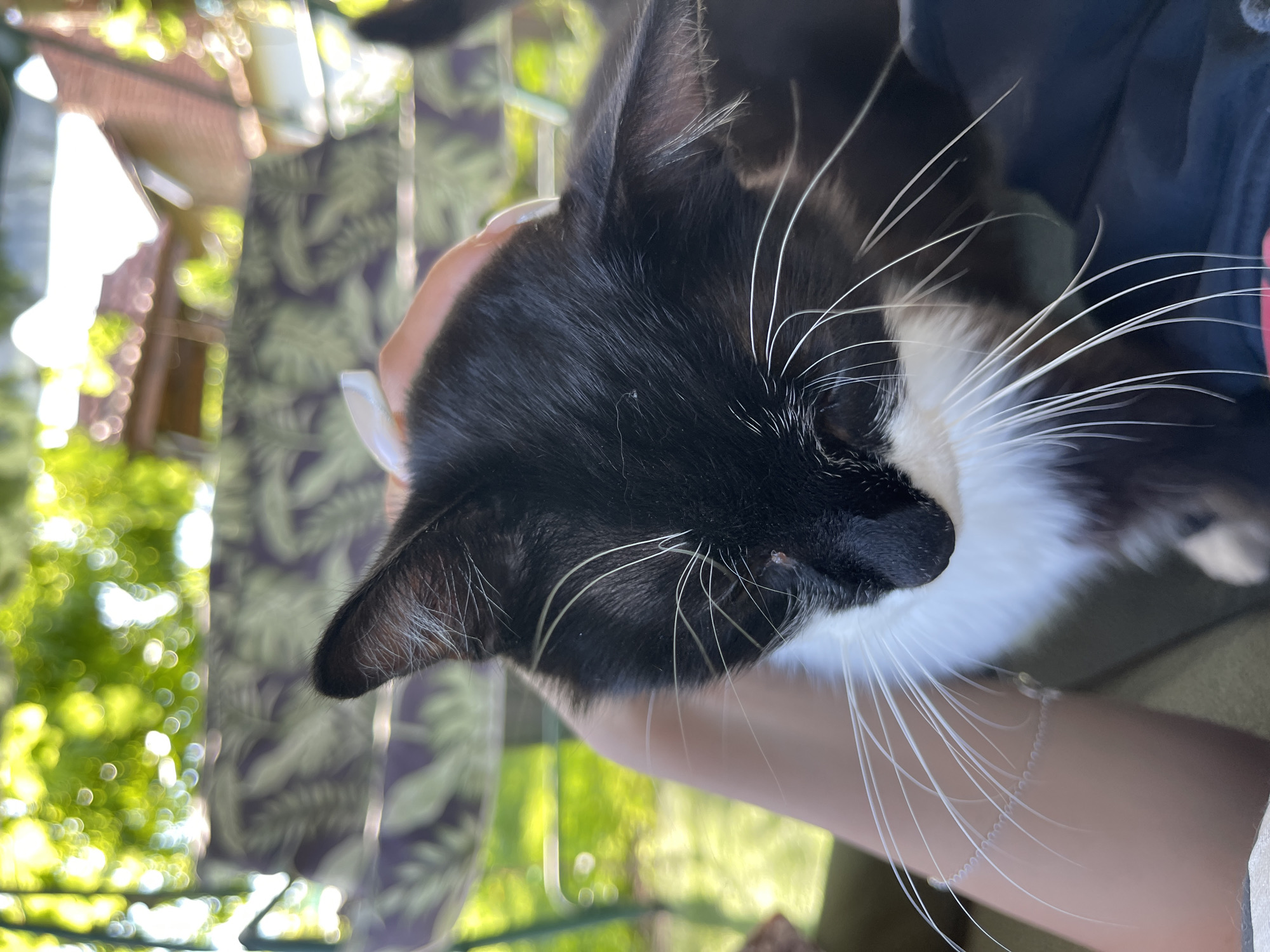 This close-up, vertically oriented image features a black and white cat being held by a person. The cat's head is the primary subject, with its black fur, white chest, and long white whiskers prominently displayed. A small brown spot is visible on the cat's nose. The person's hand gently supports the cat's head and neck.
The background is softly blurred, suggesting an outdoor setting with lush green foliage and hints of what appears to be a building. Sunlight filters through the leaves, creating a dappled effect and indicating it is daytime, likely sunny. The overall mood is calm and affectionate, conveyed through the gentle hold of the person and the relaxed posture of the cat. The image is taken from a high angle, looking down at the cat. There is no visible text in the image. The location context is Totleben, Bulgaria.