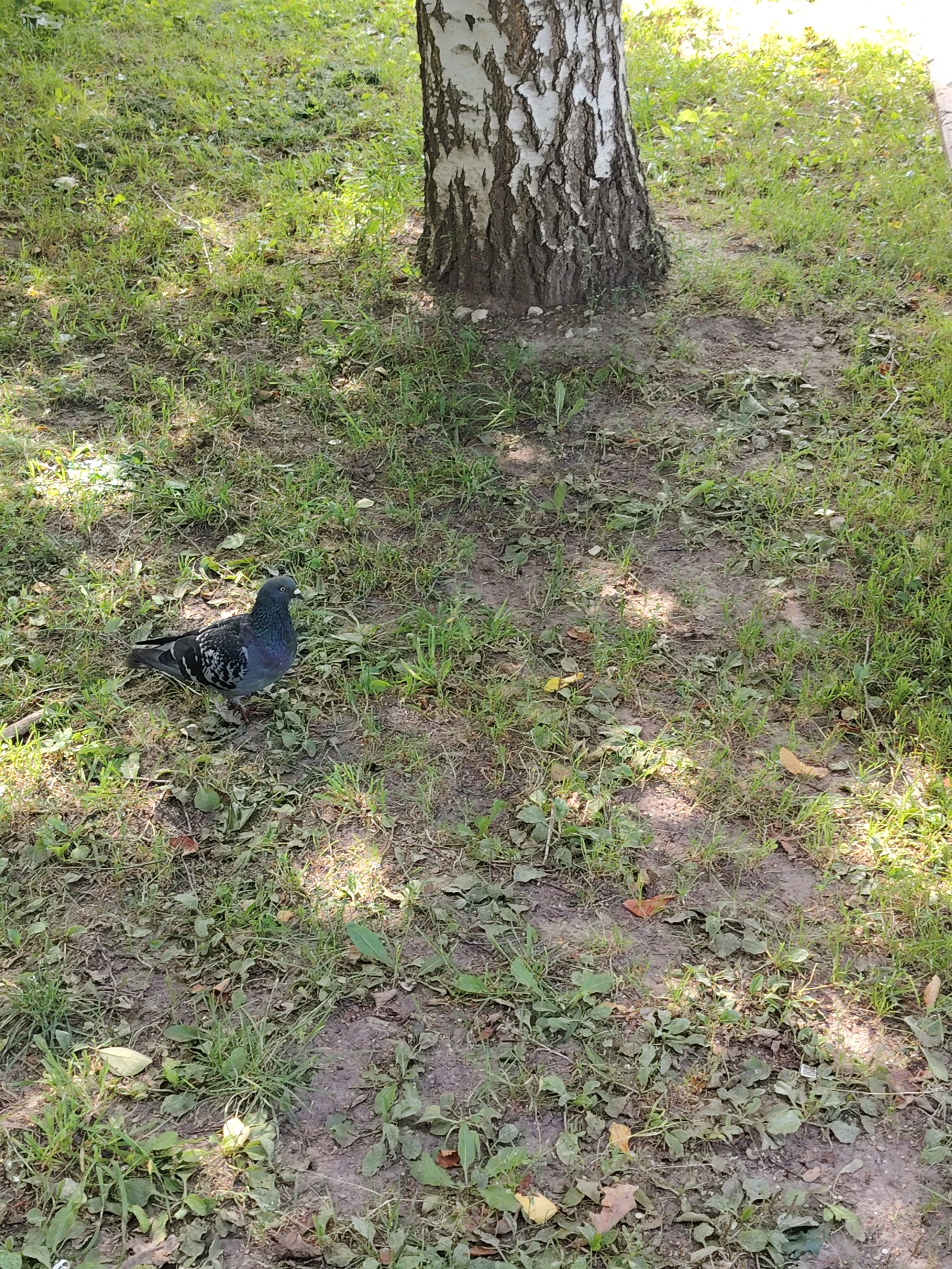 A pigeon stands on the ground in front of a birch tree. The ground is covered with grass, dirt, and fallen leaves. Sunlight filters through the leaves of the tree, creating dappled shadows on the ground. The scene appears to be in a park or urban green space, possibly in Zelenograd, Russia, given the prevalence of birch trees in the region.