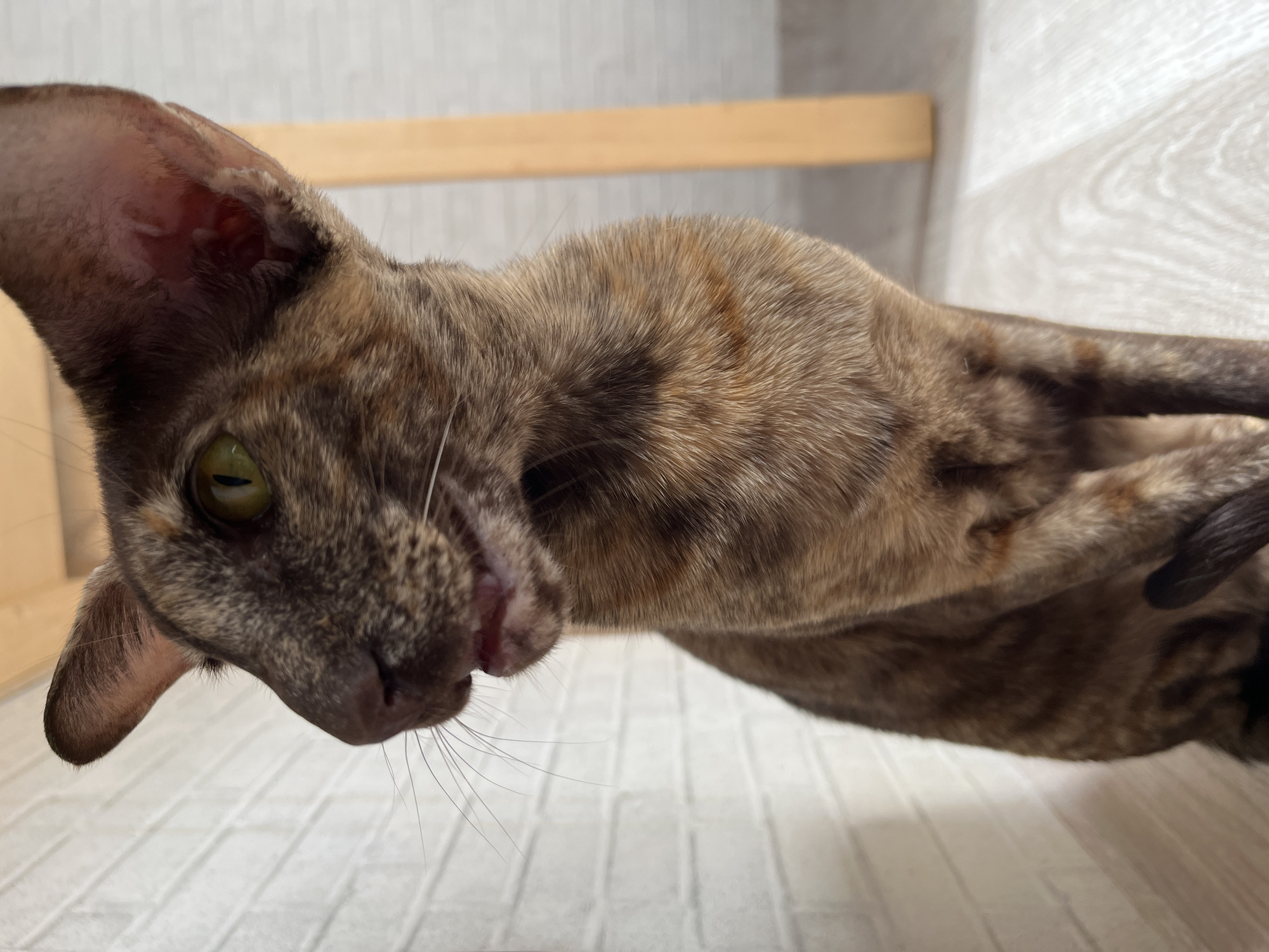 A close-up, low-angle shot features a patterned cat, its head tilted towards the camera. The cat has large ears and a brown and tan coat. The background is out of focus, but indicates a light-colored wall and a wooden slat. The image location, Chaikovsky, Russia, is provided but has no evident effect on the scene’s visual elements. The image includes no other people, subjects, objects, or actions to describe.