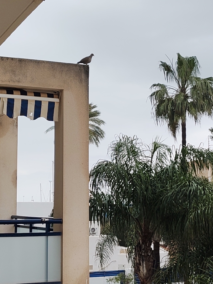 The scene depicts a grey-brown bird, resembling a dove or pigeon, perched on the top edge of a beige-colored, rough-textured concrete or stucco building facade, likely a balcony wall, in Rotes, Spain. The bird faces right, its profile silhouetted against an overcast, light grey sky. Below the bird, a blue and white striped awning is partially rolled up within a recessed opening of the building structure. Through this opening, a dark metal balcony railing with frosted glass panels is visible in the mid-ground. To the right of the building, several lush green palm trees with thick brown trunks dominate the view. In the background, beyond the trees and foreground structure, white buildings are partially visible, with multiple vertical masts suggesting boats in a distant marina or harbor. An exterior air conditioning unit is discernible on one of the distant white buildings. No human figures are present.