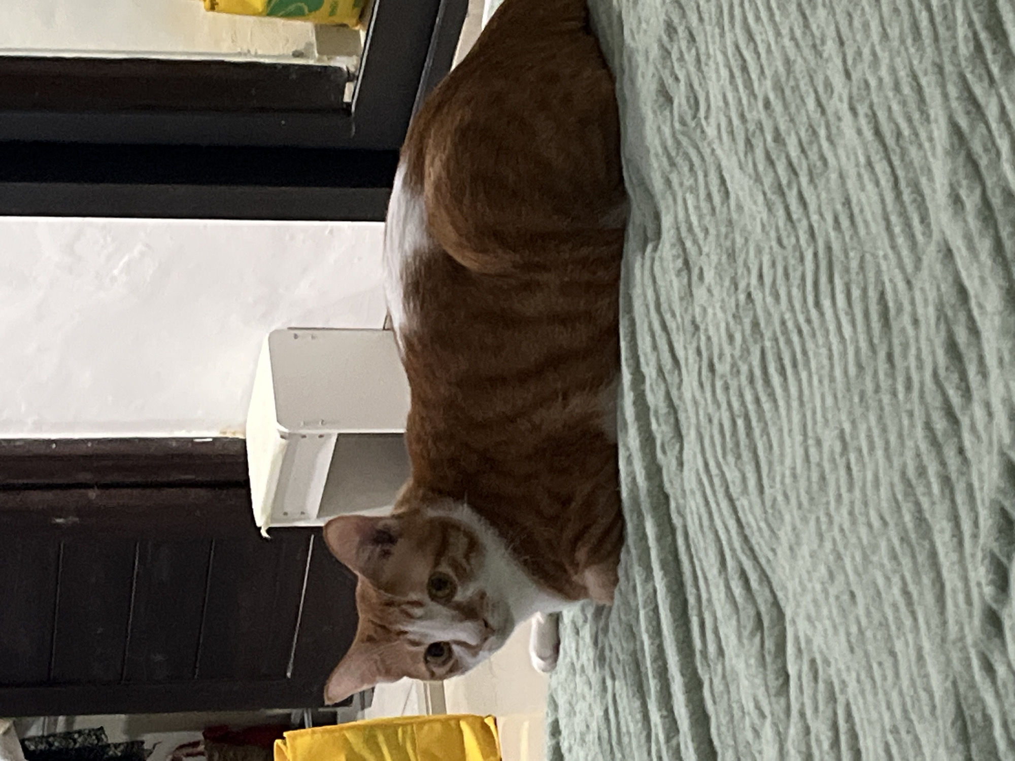 A medium shot photograph presents an orange and white cat nestled on a light green, textured surface. The cat's head is tilted, with its eyes visible, suggesting an observant or curious gaze. To the left, partially visible, is a dark shelf or furniture piece and a white surface beneath it. Another yellow object is slightly showing at the very bottom. Given the limited contextual information and no recognizable landmarks within the image, it is impossible to definitively ascertain that the scene is located in Kuta Selatan, Indonesia, or to describe the specific environment with certainty.