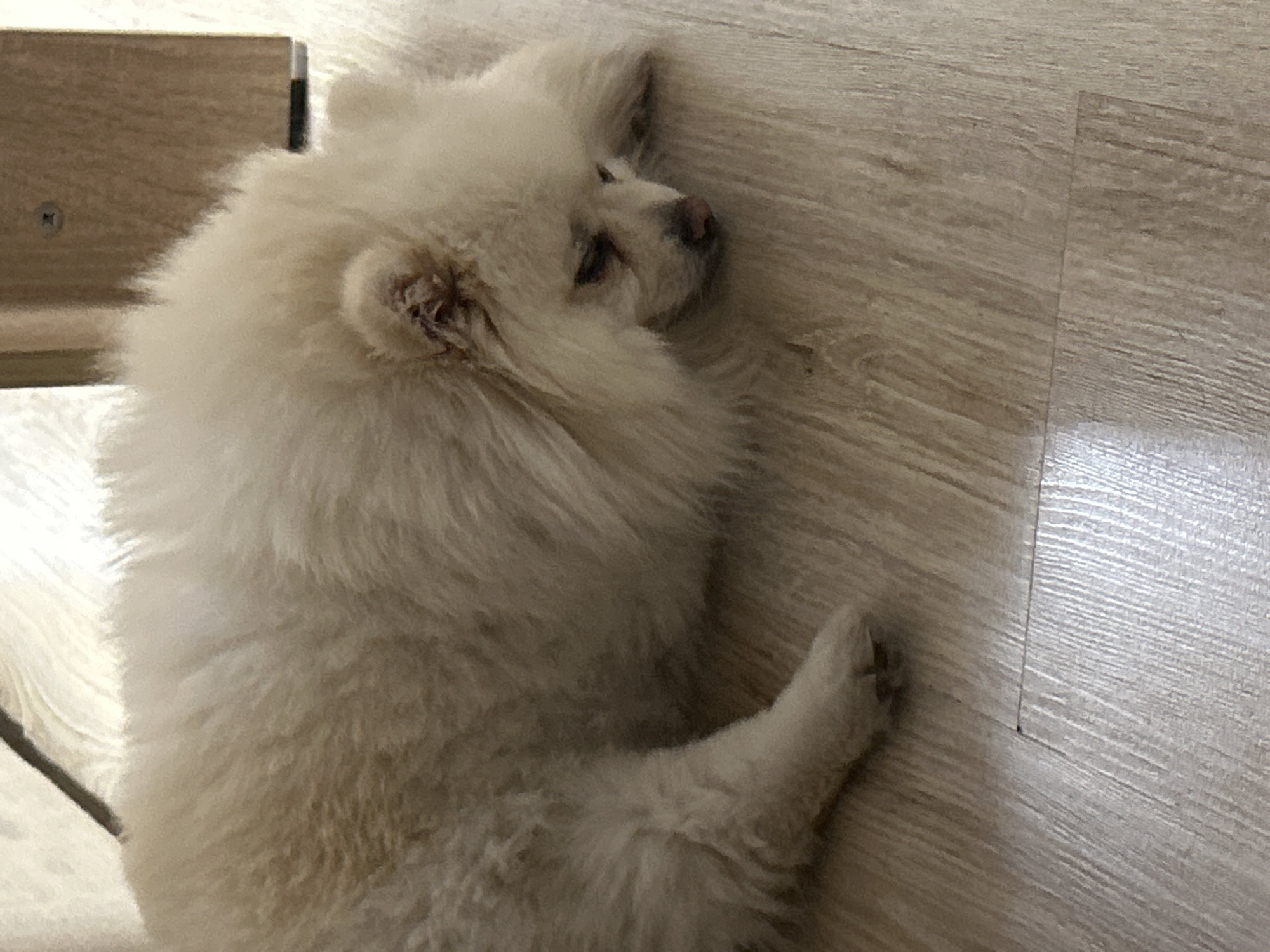 A cream-colored Pomeranian dog is lying on a light-colored wooden floor. The dog's head is lowered, and its eyes are partially closed. Its fur is fluffy and appears to be well-groomed. The dog is positioned in the center of the frame, with its body extending to the left. The floorboards are visible, with a subtle wood grain pattern. To the right of the dog, a portion of a wooden object, possibly furniture, is visible. There are no people or other animals present in the image. The lighting suggests an indoor environment, likely a home. No specific location in Varna, Bulgaria can be determined from the image.