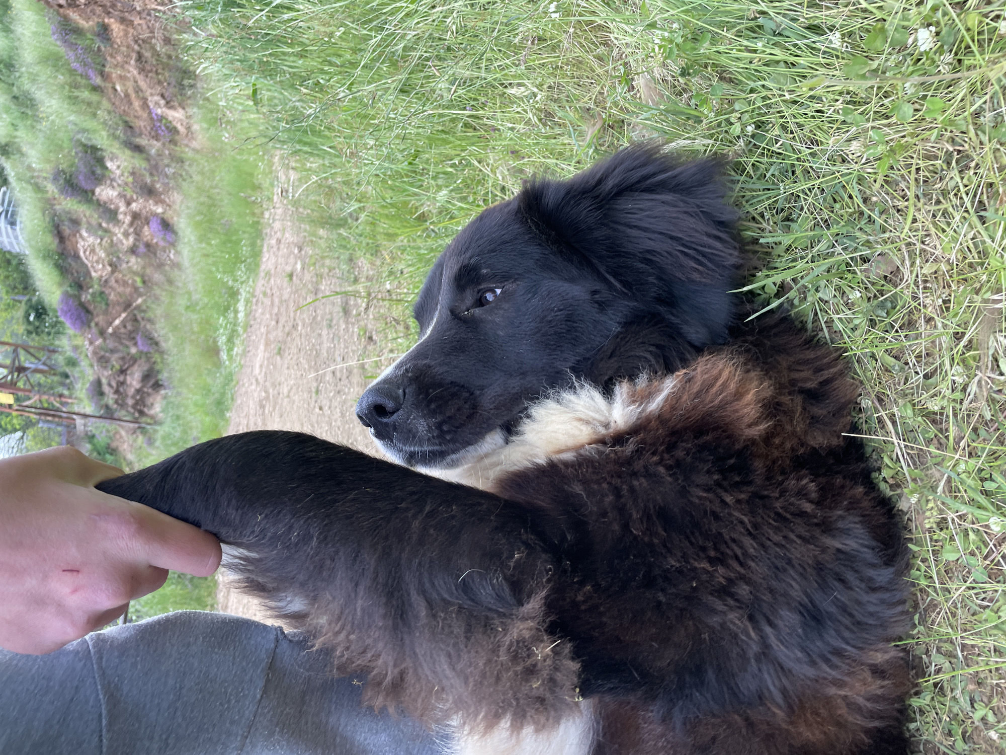 A medium-haired dog, mostly black with some brown and white markings, lies on its back on grass. A human hand is grasping one of the dog's front legs. The location appears to be a grassy area, possibly in or near Zlatograd, Bulgaria, although there are no specific landmarks visible that would confirm the precise location.