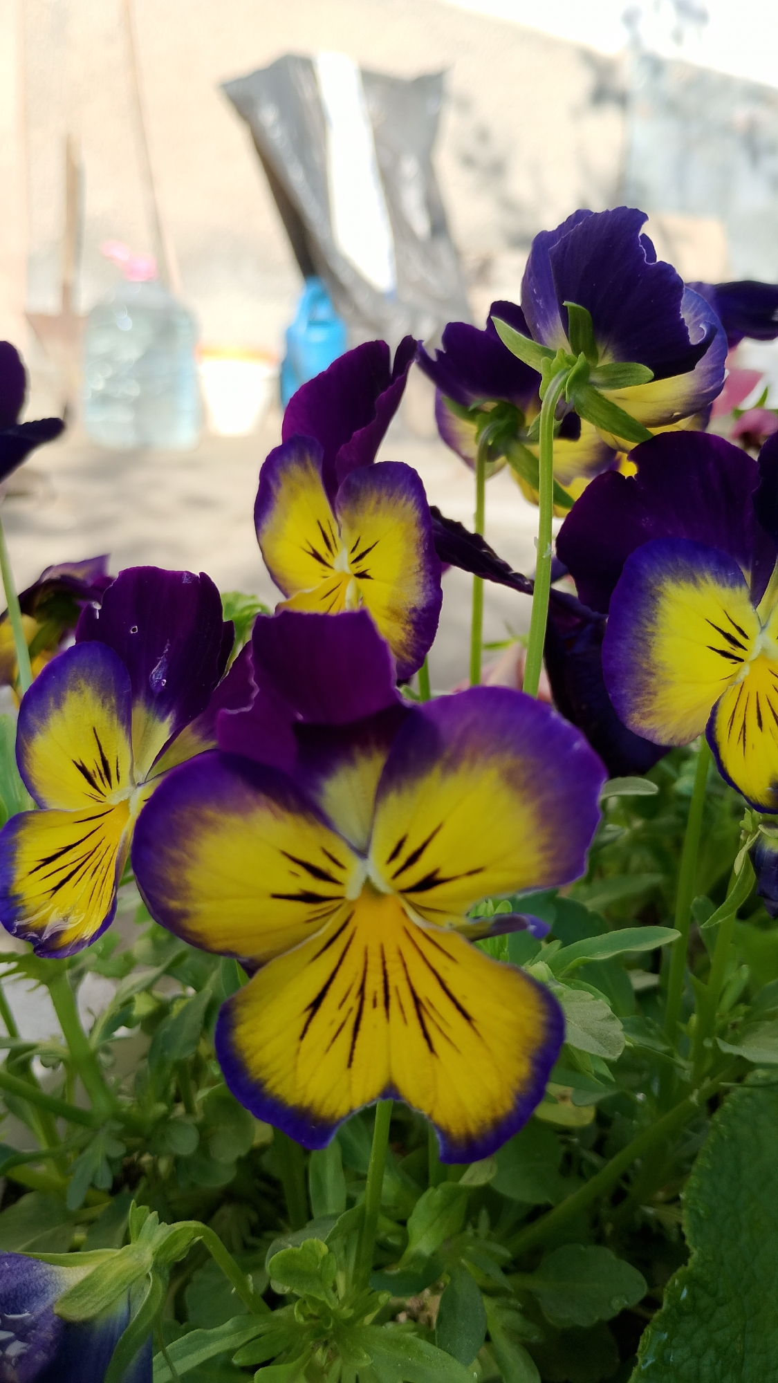A close-up, eye-level shot features a cluster of vibrant pansy flowers, their petals a striking contrast of deep purple edges and bright yellow centers adorned with dark veins. The flowers are the primary subjects, with some in sharp focus and others softly blurred in the background. Green leaves and stems form a dense foliage around the blossoms. In the out-of-focus background, common urban elements are visible: a light-colored wall, a large translucent plastic bottle, a blue watering can, and a black plastic bag draped over an unseen object. The lighting suggests an outdoor setting, likely during the day. The image does not depict any people or specific Smolyan landmarks, thus its location within the city is not discernible from the visual content alone.