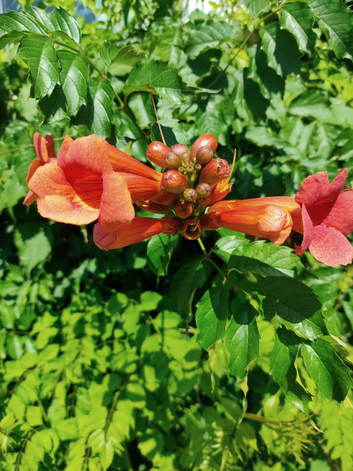 A cluster of trumpet-shaped, orange-red flowers, possibly trumpet vine or a similar species, is in full bloom against a backdrop of vibrant green foliage. The flowers exhibit a tubular shape with flared petals, and a cluster of developing seed pods is visible among them. The leaves are broad and serrated, creating a dense and lush canopy that is partially illuminated by sunlight, casting shadows. The scene is likely an outdoor setting, possibly a garden or natural area within the city of Krasnodar, Russia, given the climate suitable for such flora. No people or animals are present in the image. The image is captured in a close-up, eye-level perspective, highlighting the intricate details of the flowers and leaves.