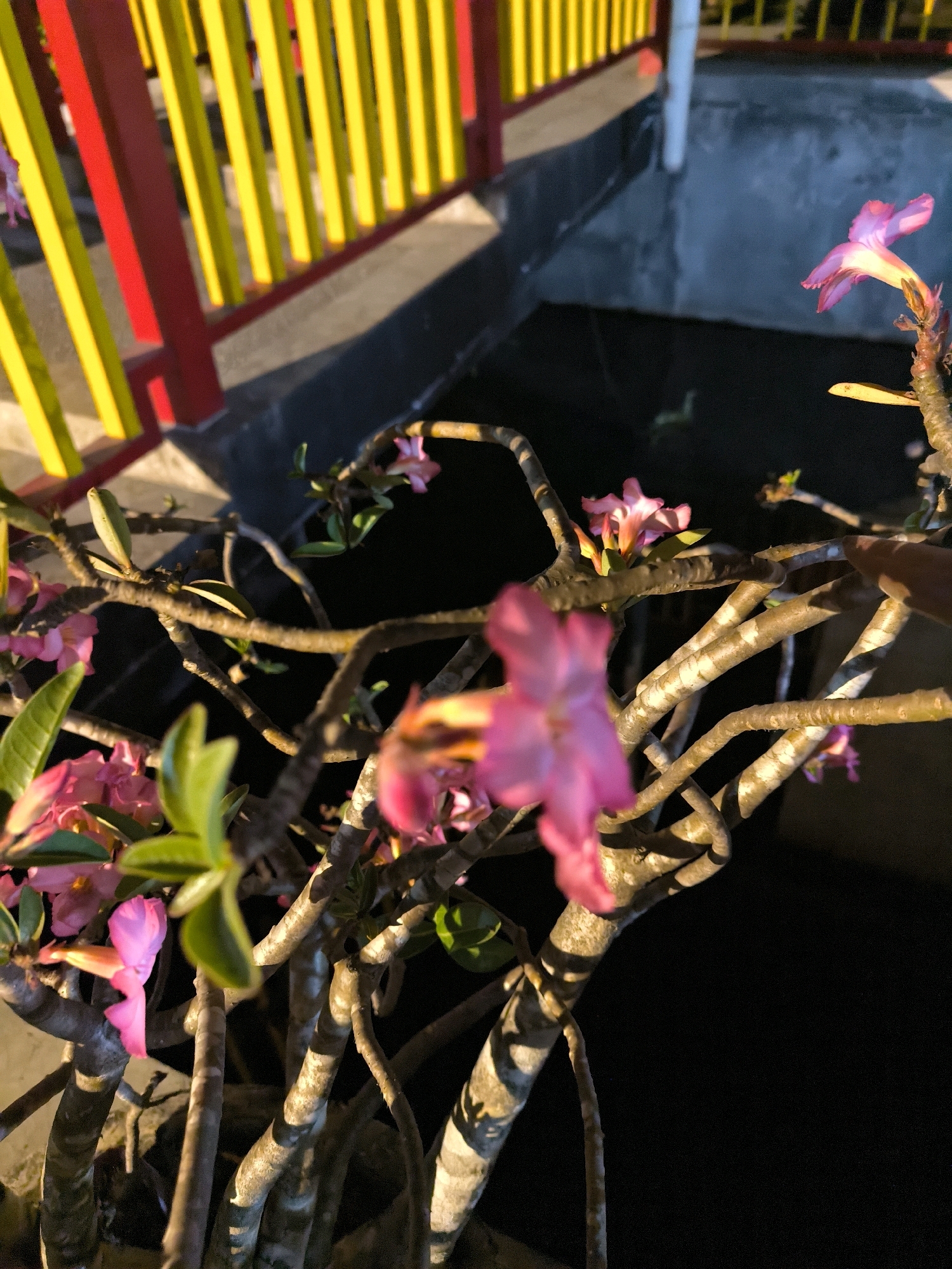A close-up, low-angle shot shows a cluster of pink desert rose flowers and their thick, woody stems in the foreground. The flowers, some in focus and others blurred, exhibit delicate, trumpet-shaped petals. The stems are gnarled and textured, catching the light and casting shadows. In the background, a fence with alternating red and yellow vertical bars creates a colorful, geometric pattern. Beyond the fence, a rough, gray concrete surface is visible, transitioning to a dark, undefined background. The lighting suggests it is either dawn or dusk, with strong shadows and highlights.