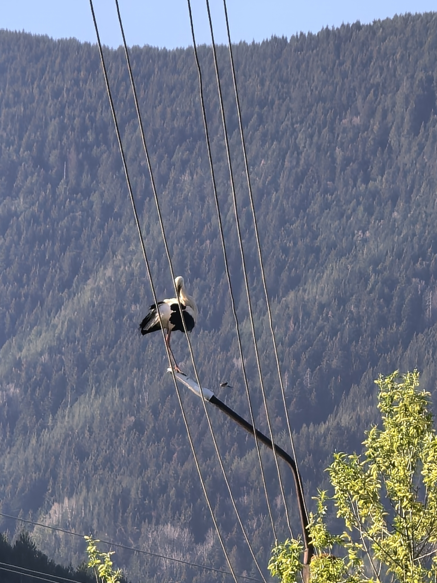 A stork perches on a power line pole in Sapareva Banya, Bulgaria. The stork is primarily white with black markings and stands on one leg. Power lines stretch across the foreground, and a mountain covered in trees forms the background. A tree with green leaves is on the right side of the image.
