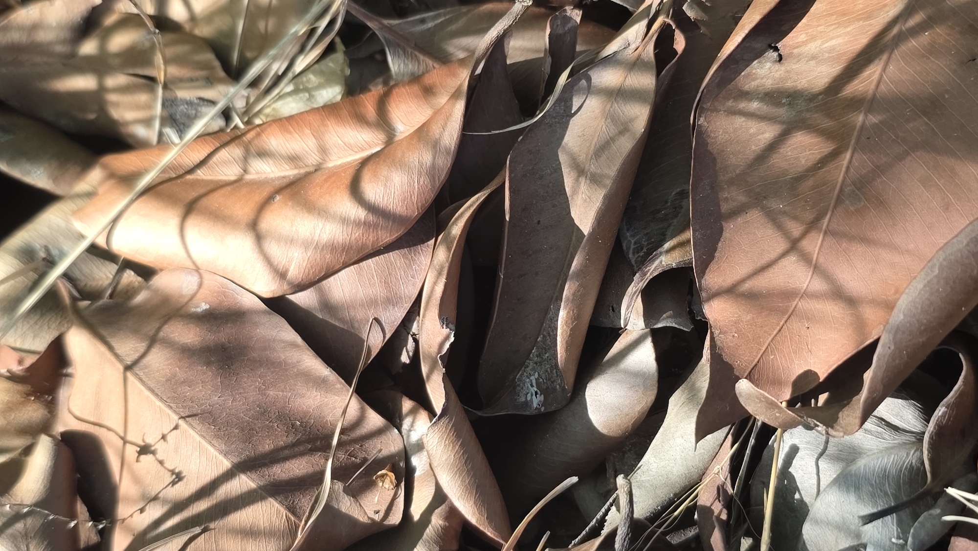 The image shows a close-up view of dry, brown leaves accumulated on the ground, likely in Lhokseumawe, Indonesia. Sunlight filters through trees, creating shadows across the leaves. The leaves are various sizes and shapes, exhibiting the texture of dried vegetation. There are no people, subjects, or actions visible in the image.