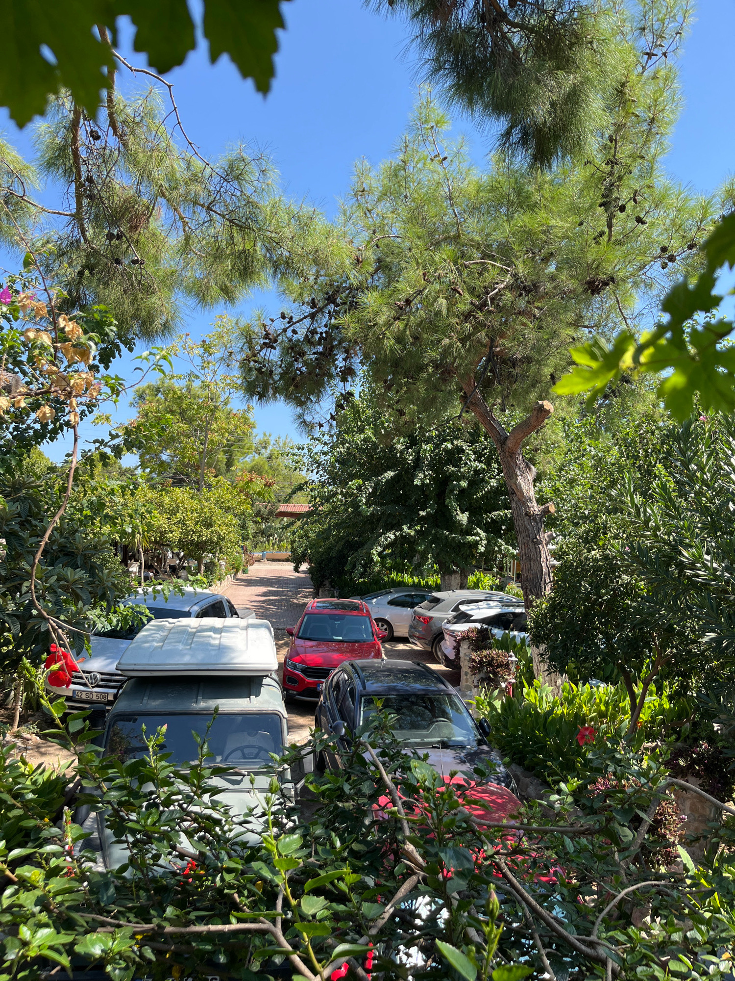This is a ground-level, outdoor, eye-level shot of a parking area or driveway in Kemer, Turkey, likely a residential area or a small hotel. The image is filled with lush green foliage from various trees and bushes, with pine trees dominating the upper portion of the frame, their branches creating a canopy overhead. Sunlight streams through the leaves, creating dappled light and shadows.
In the foreground, partially obscured by greenery, are several parked vehicles. On the left, a light-colored SUV with a white rooftop tent is parked. To its right, a red sedan is visible. Further back in the parking area, more vehicles are parked, including a silver sedan and a dark-colored SUV. The parking surface appears to be paved, possibly with brick or stone.
In the background, beyond the parked cars, there is a path or driveway leading further into the property. More trees and buildings with red-tiled roofs can be seen in the distance. The sky is a clear, bright blue, indicating a sunny day. There are no people visible in the image. The overall impression is one of a tranquil, Mediterranean-style outdoor space.