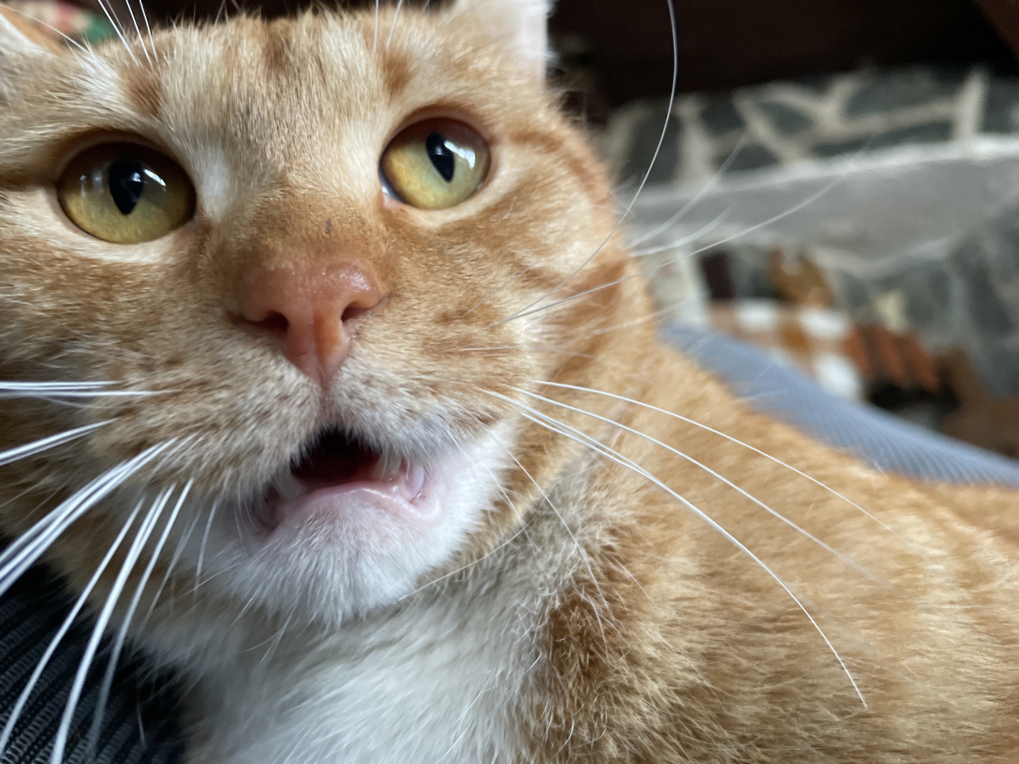 A close-up photograph depicts an orange tabby cat with yellow-green eyes and an open mouth, revealing pink gums and teeth. The cat's face fills the majority of the frame, and its white whiskers are prominent against the orange fur. The background is blurred and features neutral tones. The location is not determinable from the image.