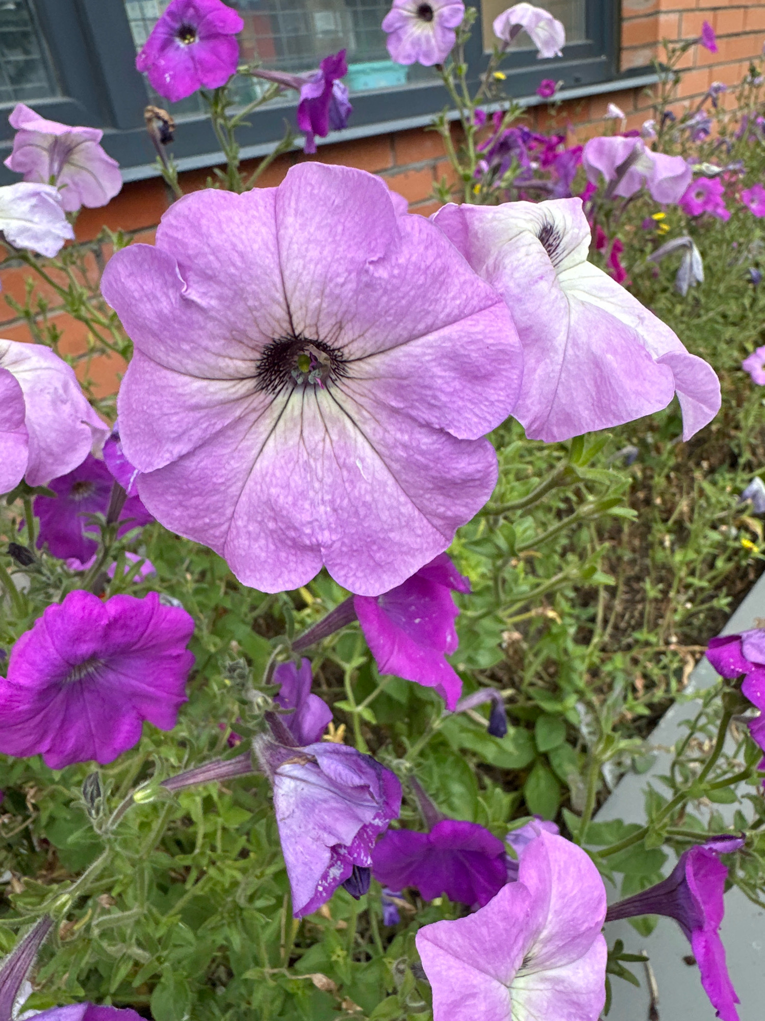 The image depicts a close-up view of several petunias in bloom, varying in shades of purple and lavender. The flowers are arranged in a cluster, with some in sharp focus and others slightly blurred in the background. The foreground is dominated by a large, light purple petunia with visible veins on its petals and a dark center. To its left and below, a vibrant, deep purple petunia is visible. In the background, more purple and lavender petunias are scattered among green foliage. The setting appears to be an outdoor garden or planter box, with hints of a brick wall and a window frame visible in the upper portion of the image. The scene is entirely botanical, with no people or animals present. The lighting suggests an overcast or shaded condition. This image was taken in Vidnoye, Russia.