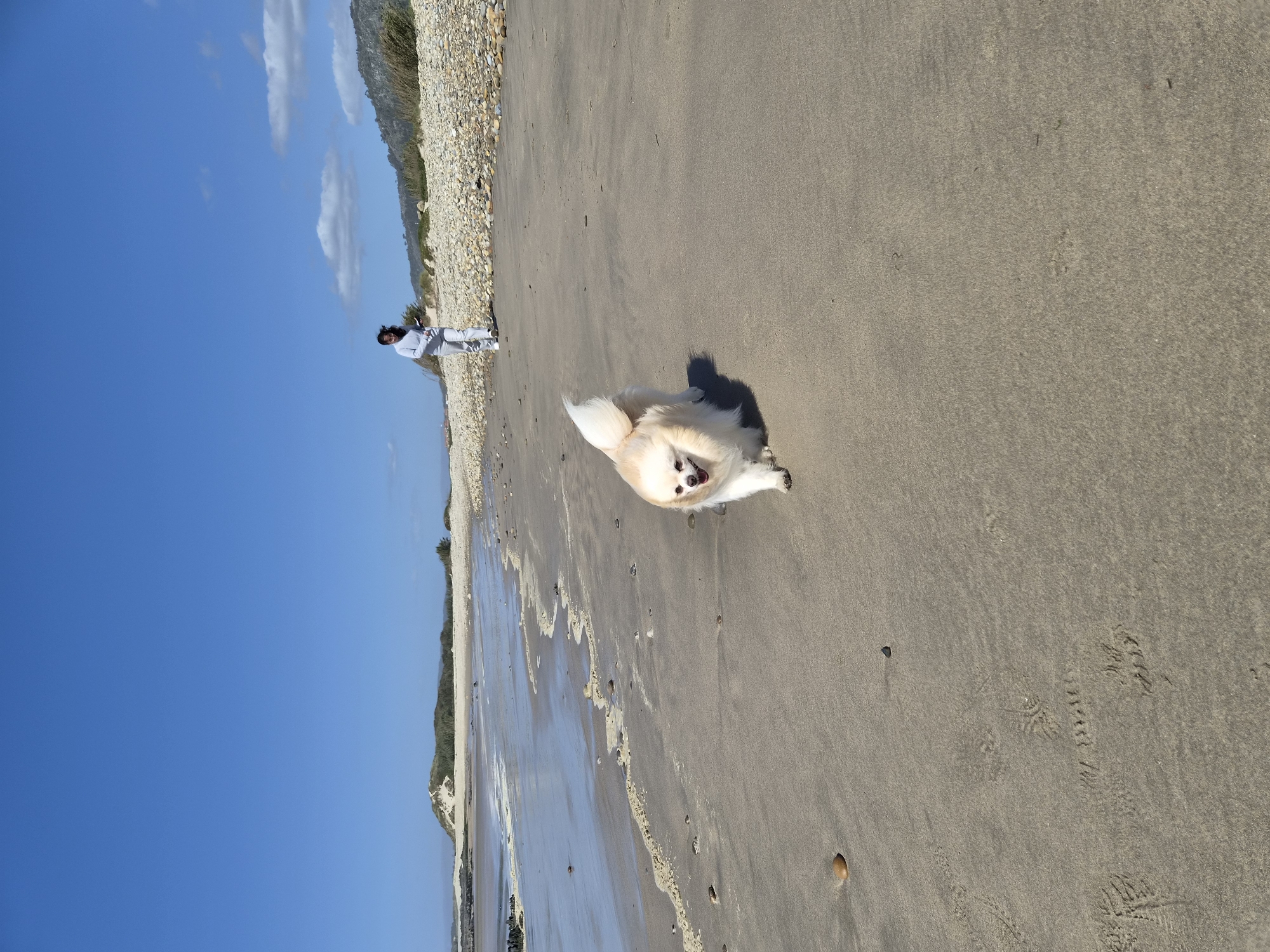 The image depicts a beach scene in Esposende, Portugal. A small, white dog is lying on the sand near the water's edge, facing the camera. A person wearing light-colored clothing is standing further up the beach, near a line of vegetation and rocks. The sky is blue with scattered clouds. The sand appears wet in places, reflecting the sky.