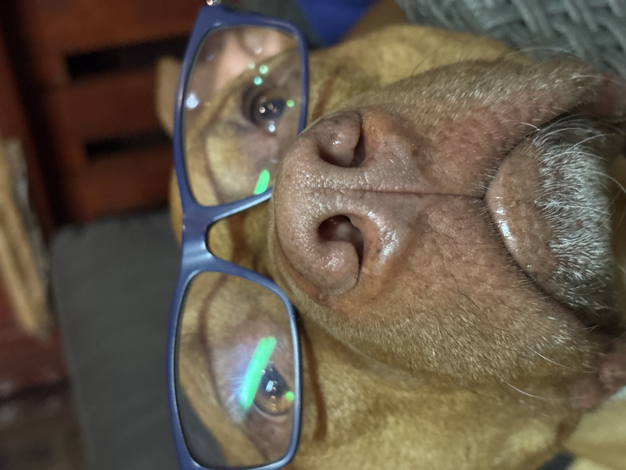 The image depicts a close-up view of a dog's face, positioned at an unusual angle. The dog is light brown, and its nose is prominently featured in the center of the image. A pair of blue eyeglasses is positioned in front of the dog's face, partially obscuring its left eye. The eyeglasses lenses reflect light, creating bright spots and a green streak. The dog's fur appears short and smooth. The background is blurred and indistinct, suggesting the image was taken indoors. There is no indication that the image was taken in the city of Lom, Bulgaria.