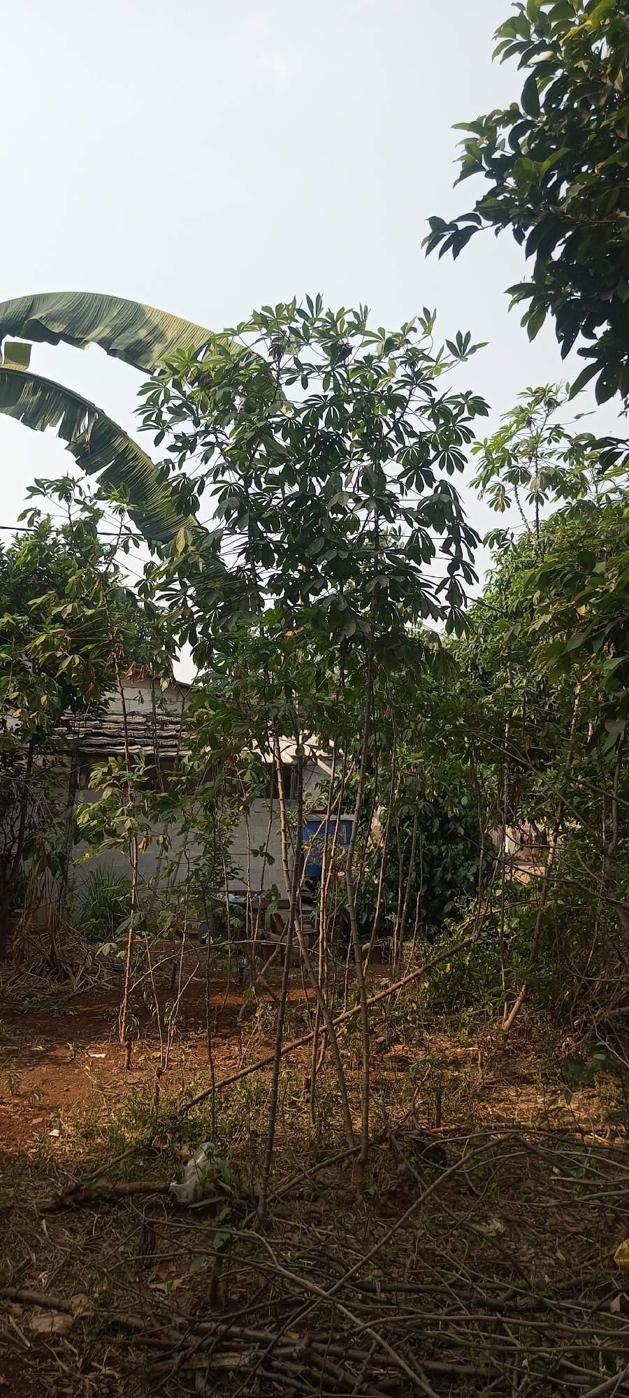 In Taman Rahayu, Indonesia, an outdoor scene displays a dense collection of trees and foliage under a pale sky. The central focus is a tall, slender tree with numerous branches extending upwards, covered in palmate leaves. To the left, a large banana leaf curves into the frame. In the background, a simple building with a tiled roof is partially visible, suggesting a residential or utilitarian structure. The ground is covered in dry leaves, twigs, and some scattered plastic waste. The overall impression is one of lush, untamed vegetation in what appears to be a backyard or undeveloped plot of land.