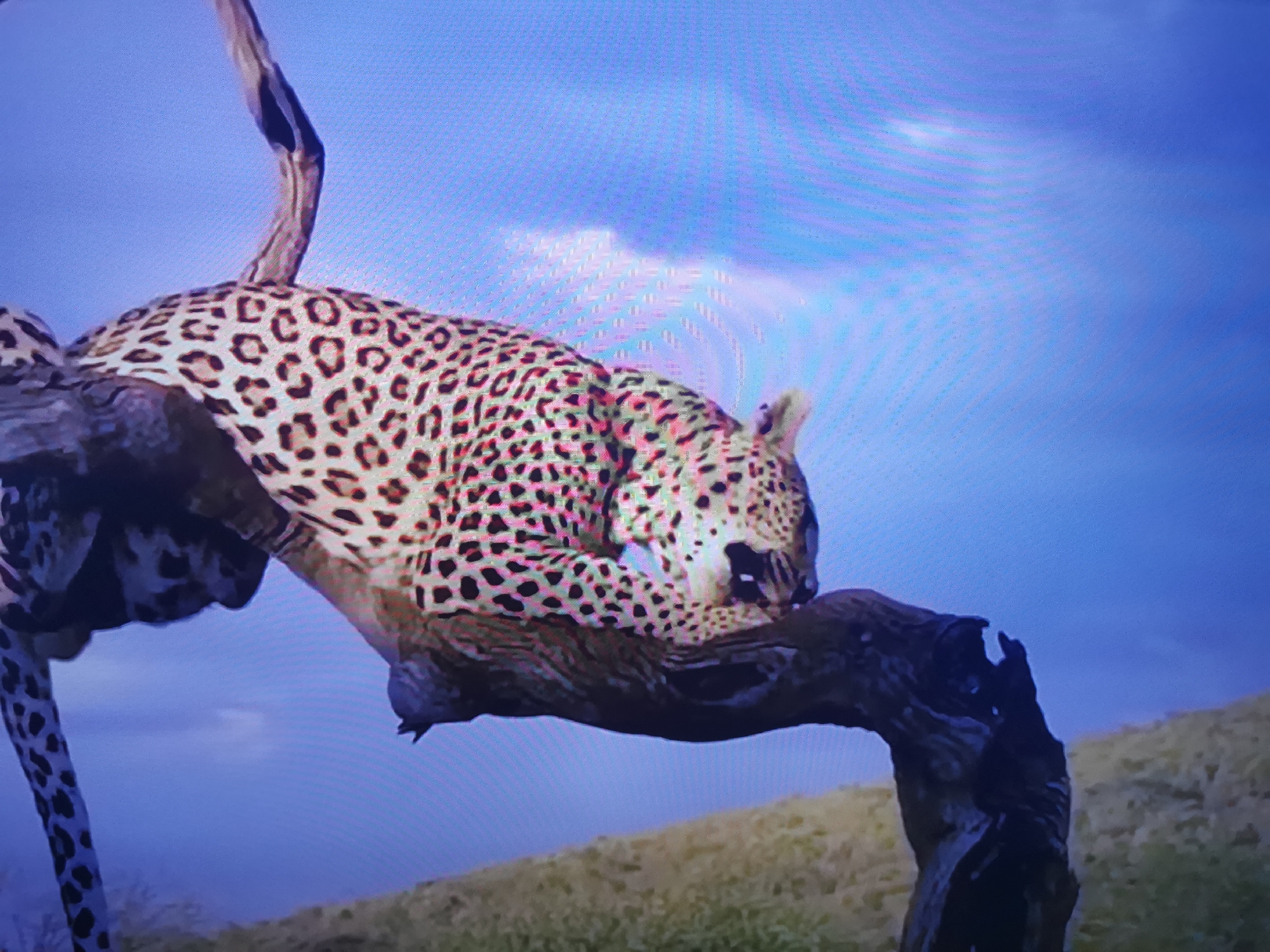 The image captures a leopard perched on a tree branch against a backdrop of a blue sky with faint clouds. The leopard, with its distinctive spotted fur, is positioned mid-body on a thick, gnarled branch, its head lowered and seeming to rest on the wood. Its tail, also spotted, drapes down. The branch itself appears aged and textured, and it extends across the frame, supported by other parts of the tree. Below the branch, a blurred landscape of grassy terrain is visible, suggesting an outdoor setting. The lighting suggests it could be daytime, with the sky appearing bright. The scene evokes a sense of quiet observation and the natural habitat of a leopard, possibly in a zoo or a nature reserve. There is no visible text in the image.