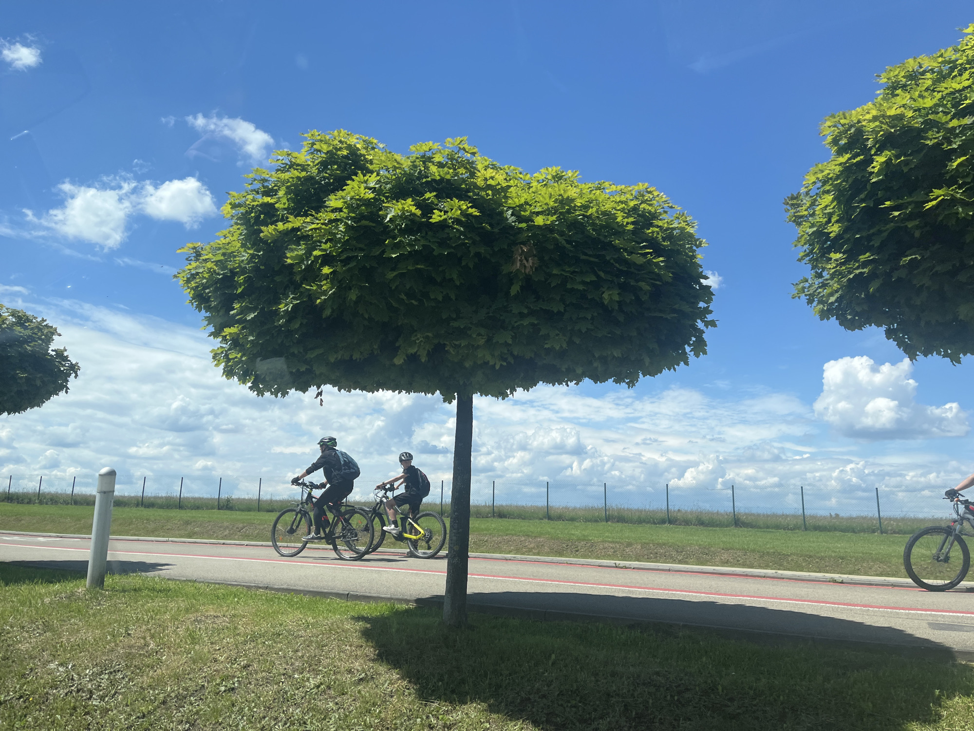 In an outdoor scene under a bright blue sky with scattered white clouds, two individuals are riding bicycles on a paved pathway. The pathway is marked with a red line along its edge and runs through a grassy area. In the foreground, a large, round tree with lush green leaves is prominent, casting a shadow on the grass. To the right of the frame, another tree of similar shape is partially visible. In the background, a fence separates the grassy area from a field beyond. The cyclists are wearing helmets and athletic clothing, one with a backpack. The overall environment suggests a park or recreational area.