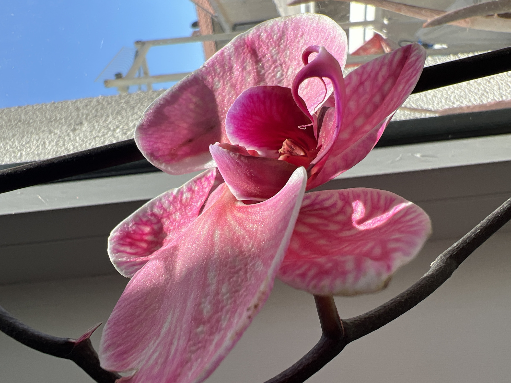 A close-up, low-angle photograph captures a vibrant pink and white Phalaenopsis orchid in bloom. The orchid's petals display a gradient from soft pink to a deeper fuchsia, with prominent white accents and delicate, intricate vein patterns. Direct sunlight illuminates the petals, highlighting their slightly translucent quality and casting subtle shadows that emphasize their natural texture. The dark brown stem of the orchid is visible, anchoring the flower in the foreground.
The setting appears to be indoors, likely beside a window, as suggested by the bright natural light and the view of the outside world. Through the window, a clear, bright blue sky is visible in the upper left background. Below the sky, a light-colored, textured concrete wall or balcony railing runs across the mid-ground. In the upper right, against the blue sky, a distinctive, multi-pronged, rake-like structure, possibly an antenna or part of a clothesline, is discernible.
The strong, direct sunlight indicates that it is daytime, likely morning or afternoon, on a clear and sunny day. There is no specific activity taking place, but rather a serene depiction of the flower. No text is visible in the image. The scene is situated in Baošići, Montenegro.