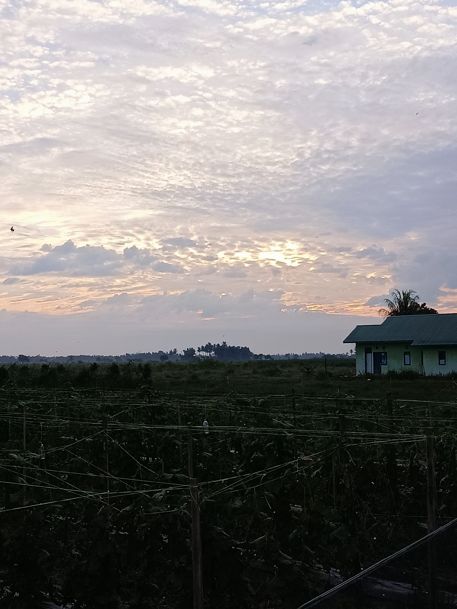 A wide shot captures a dawn sky over a rural landscape, likely in Meunasah Raya, Indonesia. The sky is filled with an array of fluffy, white clouds that are tinged with soft pink and orange hues from the rising sun, which is peeking through a break in the clouds on the horizon. The sun's rays create a warm glow that illuminates the sky. In the distance, a line of trees forms a dark silhouette against the bright sky, and a faint mist hangs low over the land. A solitary bird is seen flying in the upper left quadrant of the frame. To the right, a light green, single-story building with a dark green roof stands out against the muted tones of the landscape. The foreground is dominated by rows of dark green plants, seemingly part of a farm or garden, supported by a network of thin, taut wires stretched between wooden posts. The overall impression is one of tranquility and the beginning of a new day in a rural setting.