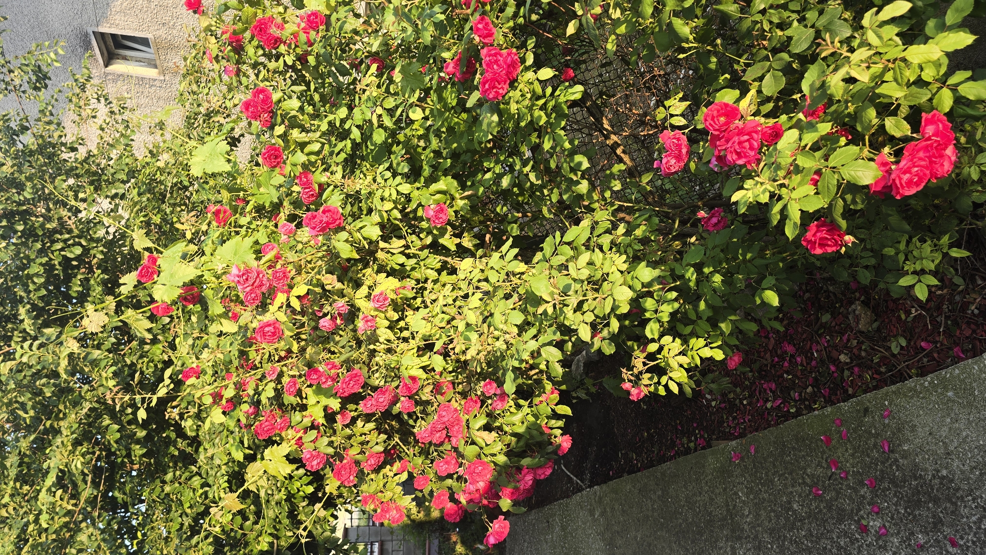 The image depicts a dense rose bush in full bloom, located in Rudnik, Bulgaria. The bush is heavily laden with numerous fuchsia-pink roses and bright green foliage, positioned alongside a concrete border on the left and extending towards a darker green tree in the background.
In the foreground, a gray, textured concrete edge runs diagonally from the lower left towards the center. Adjacent to this edge, a strip of ground is visible, covered with dark soil or mulch and numerous fallen fuchsia-pink rose petals. The rose bush itself dominates the mid-ground and extends into the background. Its leaves are predominantly vibrant green, with some areas brightly highlighted by direct sunlight, indicating a strong light source, likely the sun, from the right. Several tendrils with larger, palmate leaves, possibly from a grape vine, are intertwined with the top of the rose bush.
In the upper right background, a light-colored, textured building facade is visible, featuring a small, dark-framed, rectangular window that appears slightly open or angled. Behind portions of the rose bush, particularly on the right, a dark, mesh-like fence is partially discernible through the leaves. No individuals are present in the scene.