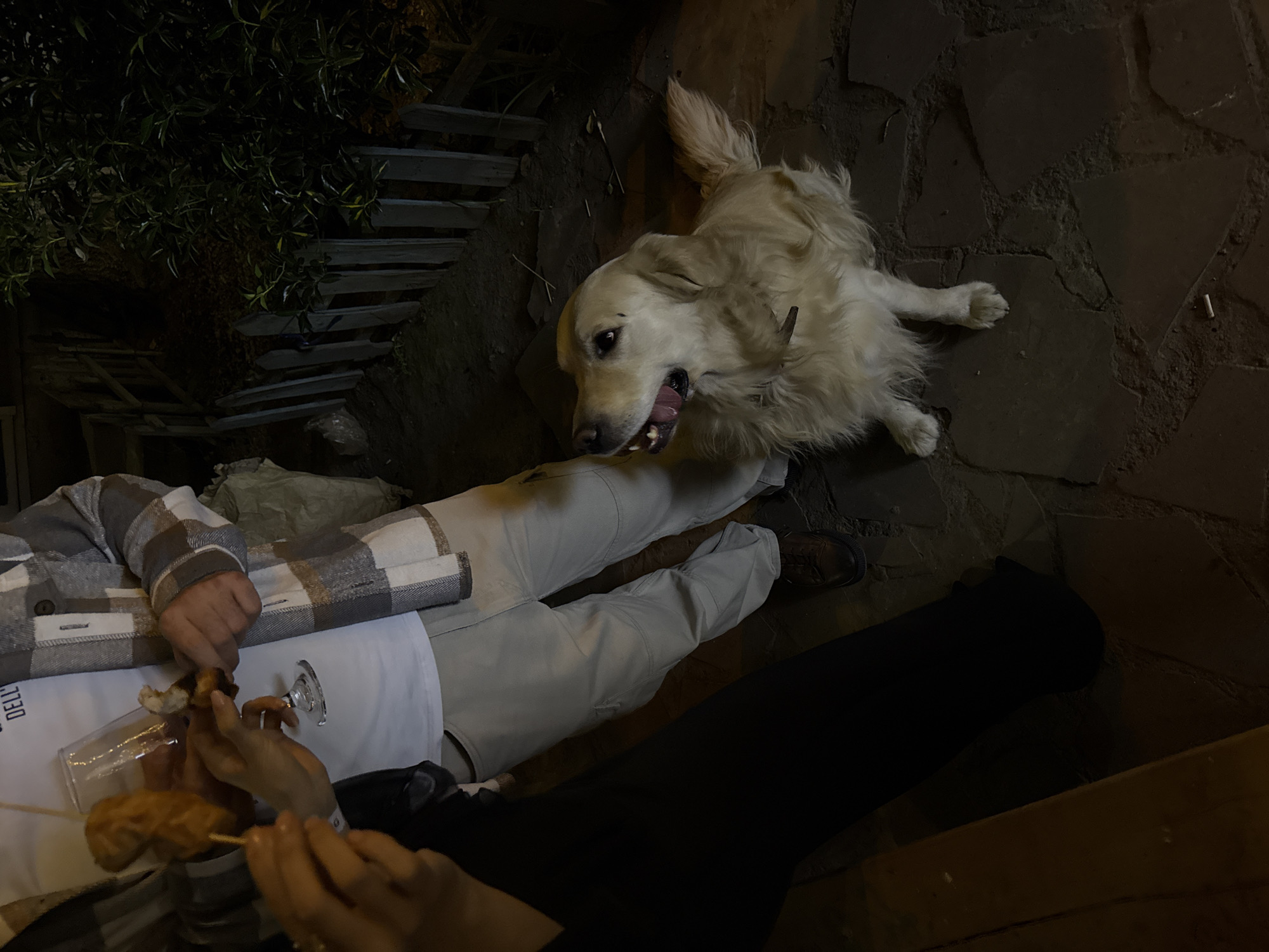 A golden retriever sits on a stone patio looking up at a person holding food. The person, seated and wearing light-colored trousers and a gray and white plaid shirt over a white t-shirt, holds a wine glass in one hand and food on a skewer in the other. The dog is wearing a dark collar. A second person, wearing black trousers, is partially visible. A wooden fence or gate is visible in the background near some bushes. The scene is dimly lit, possibly at night. I am unable to determine the location in Yerevan, Armenia.