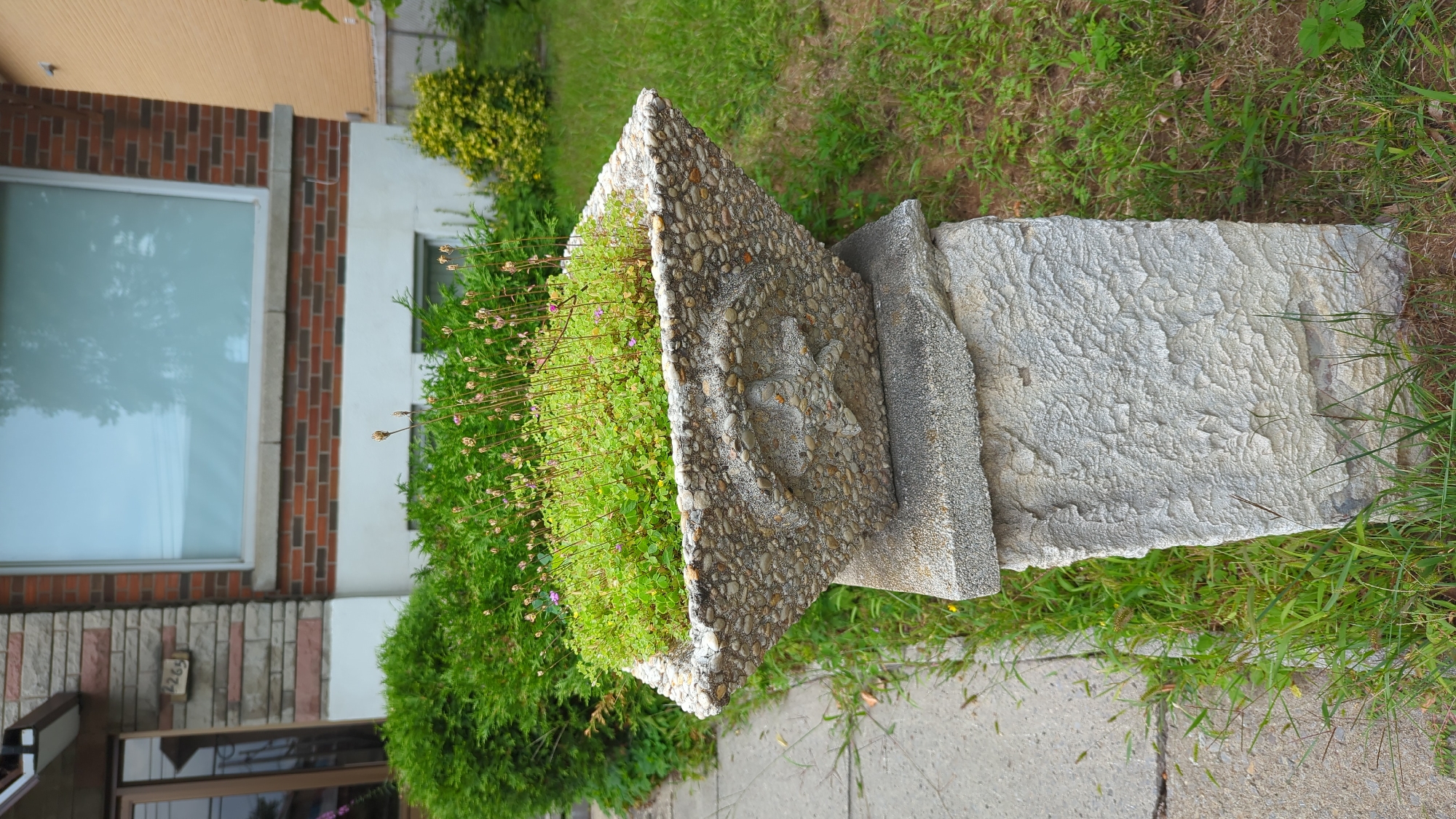 This image shows a square concrete planter filled with small green plants and delicate stalks topped with seed heads. The planter has a textured surface made of embedded pebbles and features a raised star-like motif on its front. It rests atop a rough-hewn stone pedestal. Behind the planter, a section of a building is visible, constructed with brick and stone. A large window with a reflective surface is prominent on the building's facade. The surrounding environment includes green grass, bushes, and a concrete walkway. The address "2265" is visible on the building. The scene appears to be a residential exterior in Montreal, Canada, given the architectural style and the presence of common urban landscaping elements.