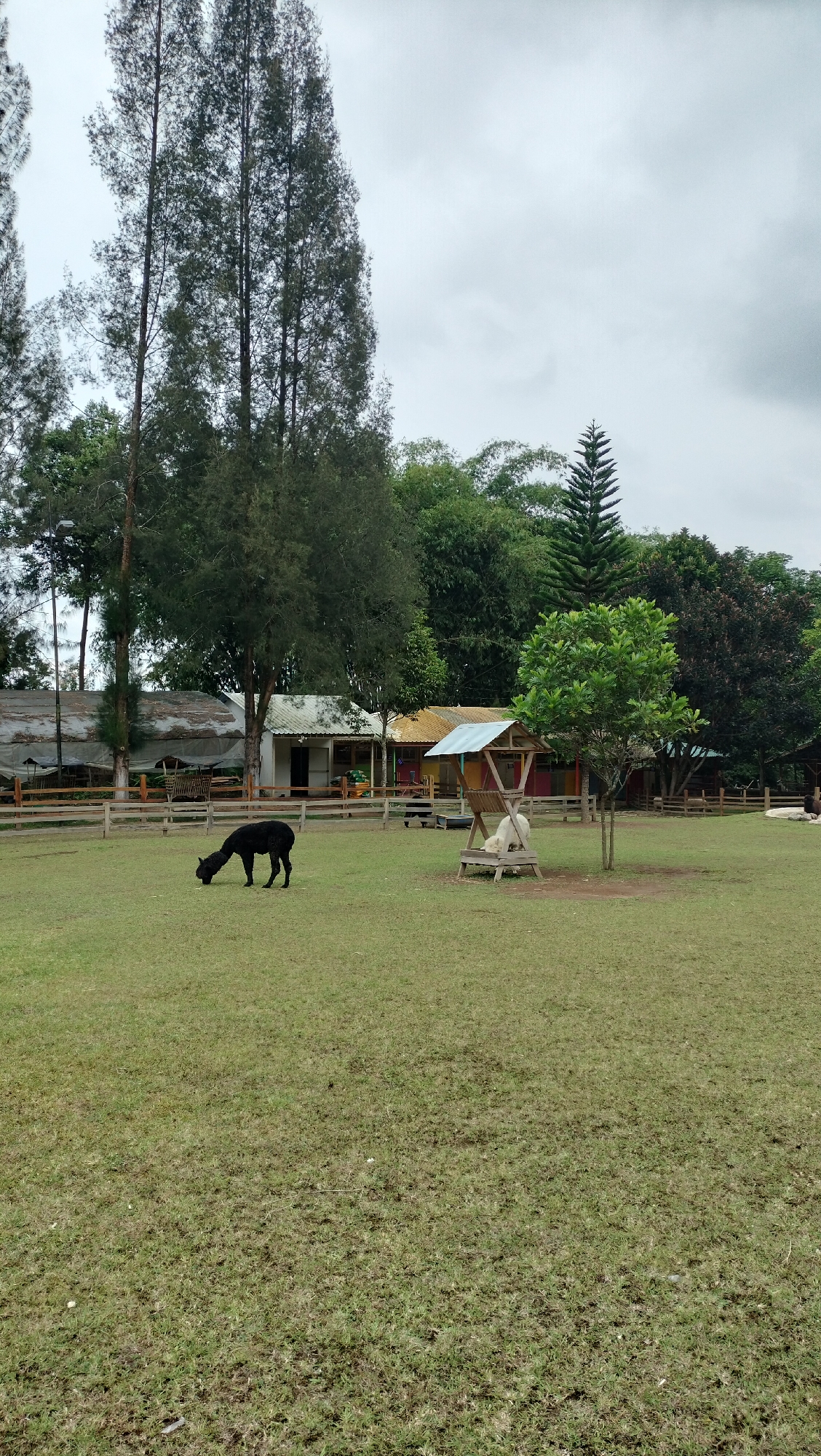 In a grassy field with some trees and buildings in the background, a black alpaca is grazing. The alpaca is in the foreground and is facing to the left, with its head down. There is a wooden fence behind the alpaca, and a few buildings can be seen beyond the fence. The sky is overcast, and the overall mood of the image is peaceful.