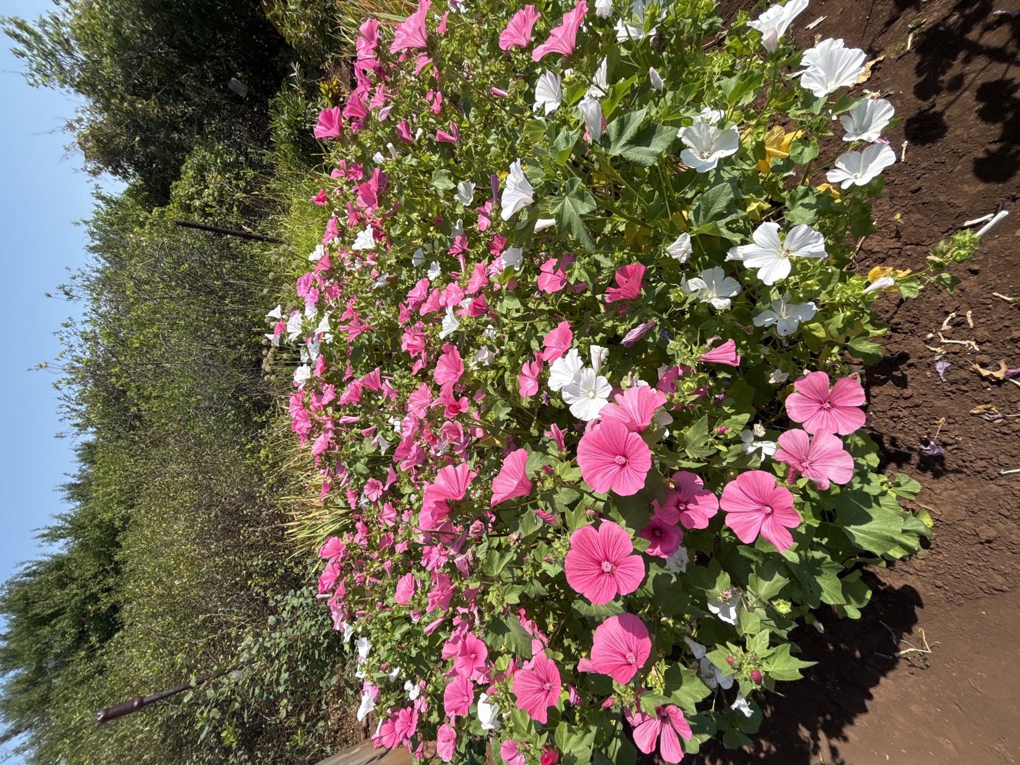This image shows a cluster of pink and white lavatera flowers blooming in a garden bed in Orenburg, Russia. The flowers are in full bloom, with many petals open and facing the sun. The leaves are green and lush, and the ground is covered with dark brown soil. In the background, a dense green hedge provides a backdrop for the colorful flowers. The sky is a clear blue, indicating a sunny day. There are no people visible in the image.