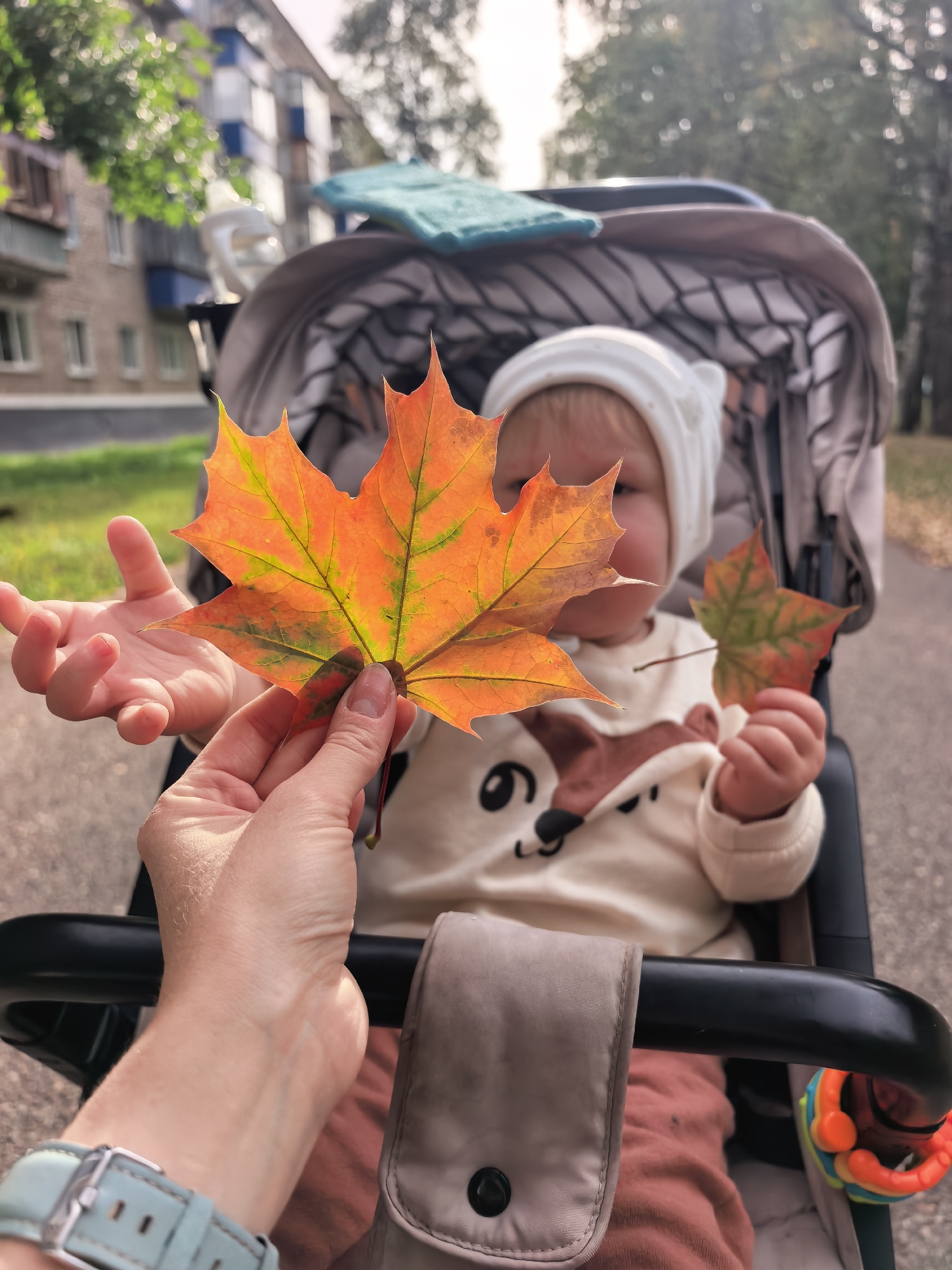 An adult's hand holds a large, vibrant orange and green maple leaf in the foreground, positioning it in front of a baby seated in a stroller. The baby, wearing a white hat and a cream-colored sweatshirt with a fox graphic, looks towards the leaf. Another smaller, red and green maple leaf is held in the baby's hand. The stroller is gray with a striped interior. In the background, a brick apartment building is visible, along with trees and a paved pathway, suggesting an outdoor urban setting possibly in Sterlitamak, Russia during autumn. The lighting indicates a sunny day.