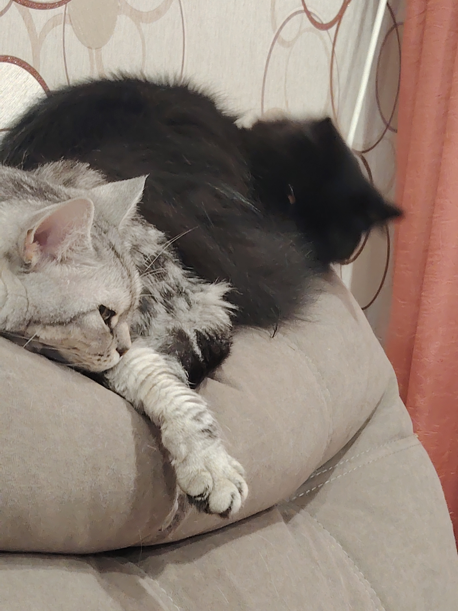 Two cats are sleeping on a light brown, textured cushion. The cat in the foreground is grey with black stripes and is facing left, with its head resting on its paw. The cat behind it is black and appears to be curled up. The background shows a wall with a patterned wallpaper and a pink curtain. The lighting is dim.