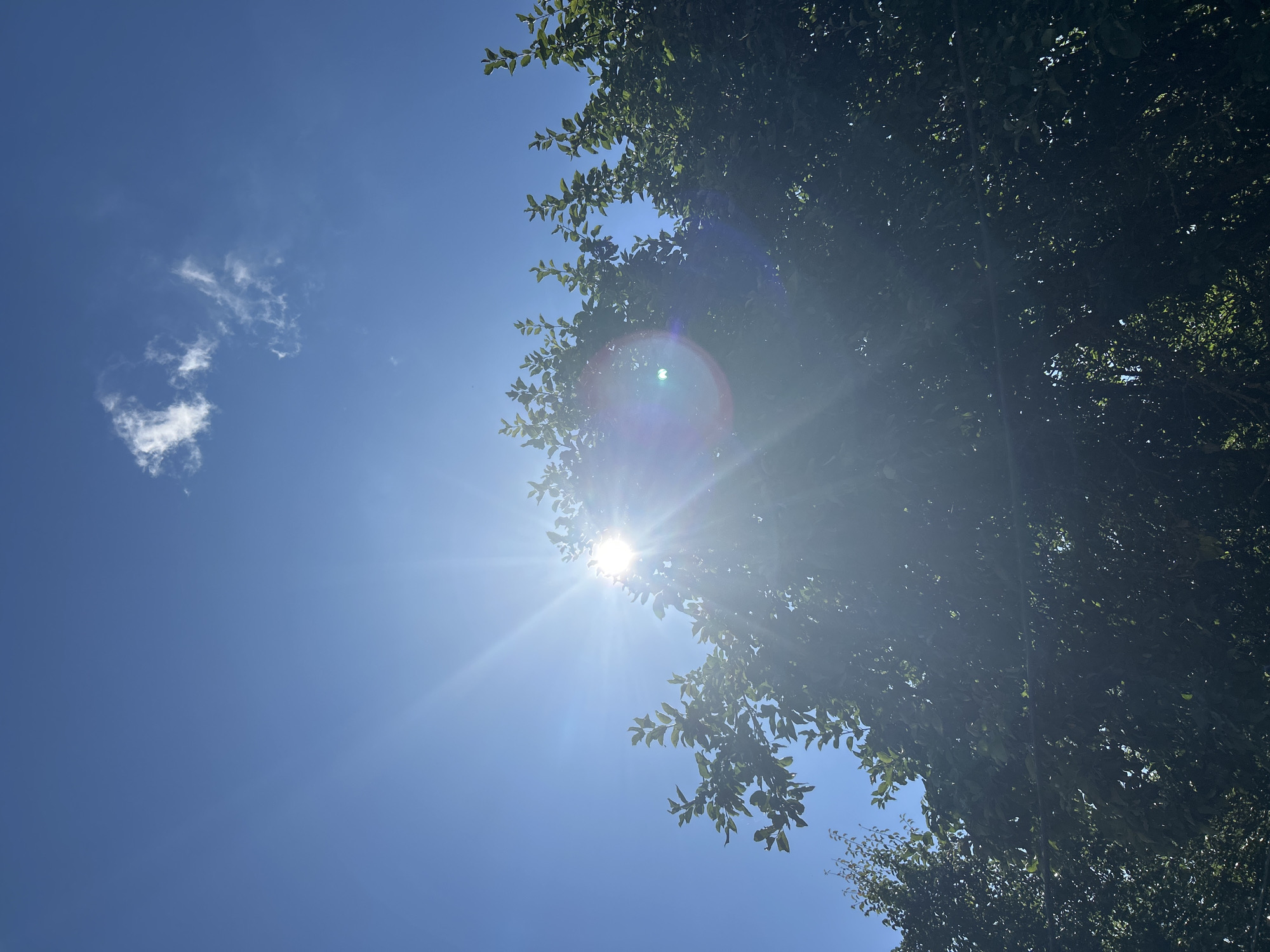 The image depicts a bright, sunny day with a clear blue sky over an outdoor scene. The sun is prominently visible, shining brightly and casting strong rays that create a lens flare. The sun's light is partially obscured by the lush green foliage of trees in the foreground. The leaves are dense and appear to be from deciduous trees, with a vibrant green hue. The overall impression is one of a warm and pleasant day, possibly in a park or a wooded area within the city of Kalitsino, Russia, given the provided context, though no specific landmarks identifying the location are visible in the image. There are no people or animals present in the frame. The scene is tranquil and natural, dominated by the interplay of sunlight and greenery.