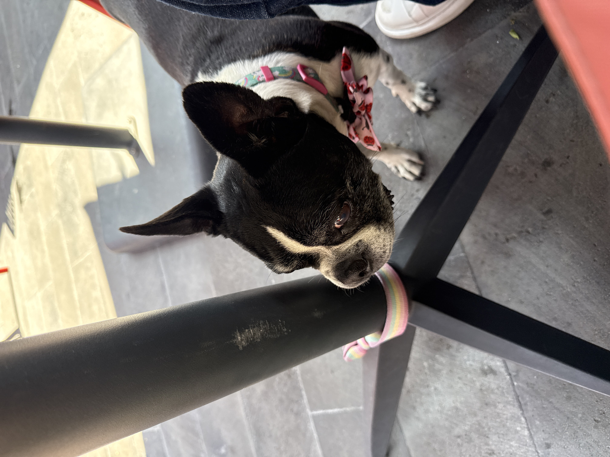 A close-up, angled shot depicts a black-and-white Boston Terrier-type dog resting its head on a black metal table leg wrapped with a multicolored striped cushion or bandage. The dog wears a pink collar with a pink and red patterned bow. The dog's body lies partially visible in the background, with its paws and legs extended on a gray tiled floor. A person's legs are seen at the top right, clad in dark denim jeans and white sneakers. The picture suggests the location is possibly Metepec, Mexico due to the geotag.