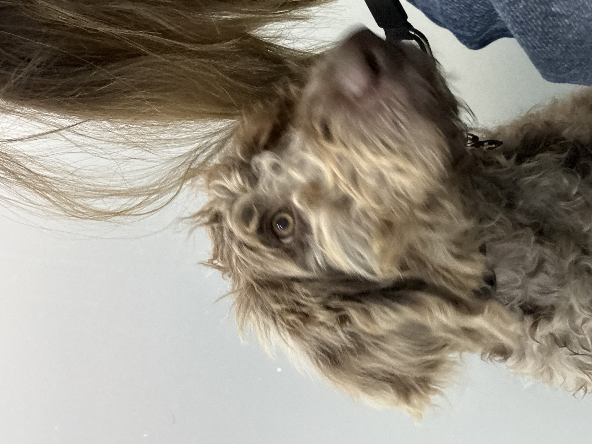 A tan and grey haired dog is looking up at the camera with its head tilted. The dog is wearing a black collar. A lock of light brown hair is at the top left of the frame. The dog is next to a blue fabric. A white surface is in the background. The location is unknown, and there is no indication of it being in San Bernardino Tlaxcalancingo, Mexico.
