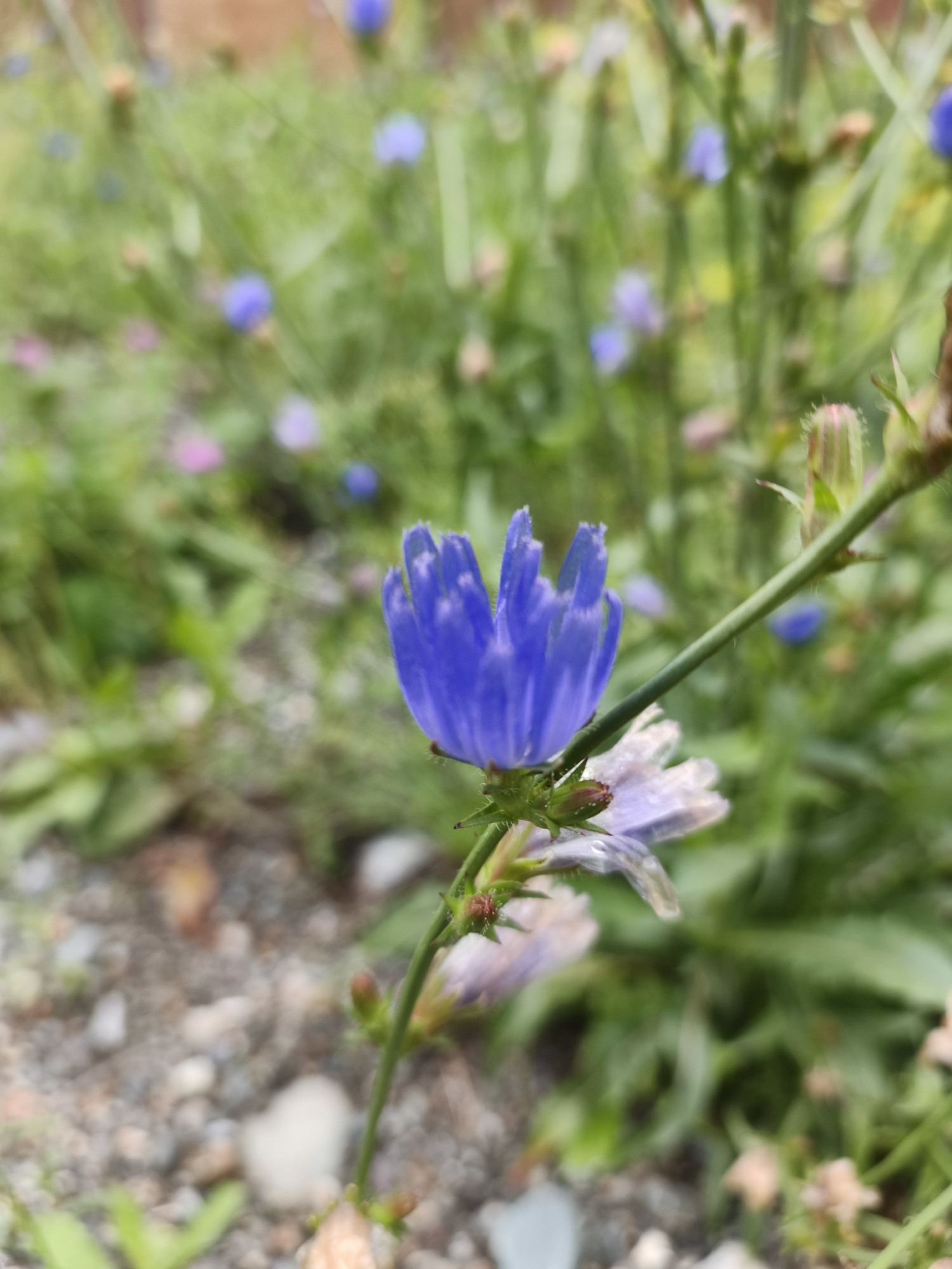 A single bright blue chicory flower, with serrated petals, is in sharp focus in the foreground of this image. The flower is on a thin green stem, with a small bud and a pale purple, wilted flower below it. In the background, out of focus, is a field of green foliage with scattered small pink and blue flowers. The ground is covered with small gray, brown, and white pebbles. The image was taken in the city of Katun, Russia.