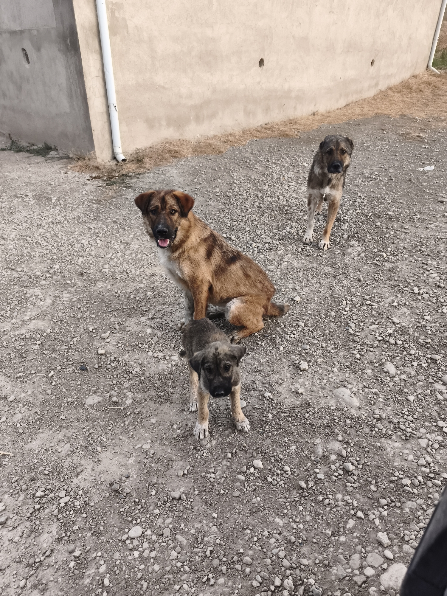 An adult brown and black dog with its mouth open is sitting on a gravelly surface. Next to it, a young dog is standing and looking at the camera. In the background, another adult dog is standing. The dogs are in an outdoor urban environment, with a concrete wall and a white pipe visible. The scene appears to be in the city of Sijazan, Azerbaijan.