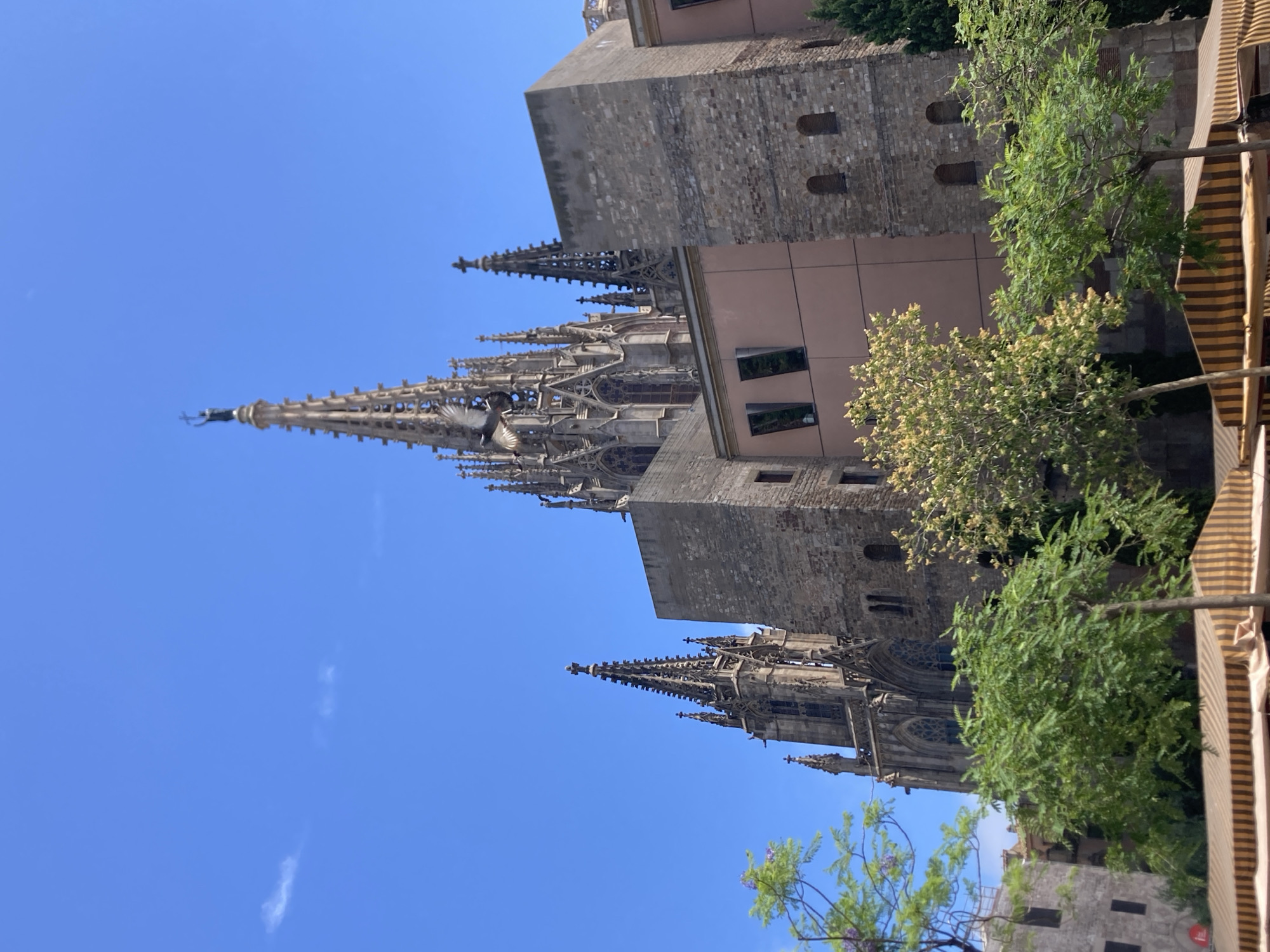 This is a photograph of the Barcelona Cathedral, located in the Gothic Quarter of Barcelona, Spain. The image is captured from a low angle, looking up at the cathedral's spires and facade. The sky is clear and blue, with a few wispy clouds. In the foreground, there are trees with green leaves and some smaller trees with light-colored blossoms. There are also market stalls with striped awnings. The cathedral itself is a magnificent Gothic structure with intricate stonework and soaring spires. A statue of a figure holding a cross is visible at the very top of the tallest spire. A pigeon is captured mid-flight in the upper left portion of the image, in front of the cathedral's spires. The building to the right of the cathedral has a salmon-pink colored section and a stone section with arched windows.