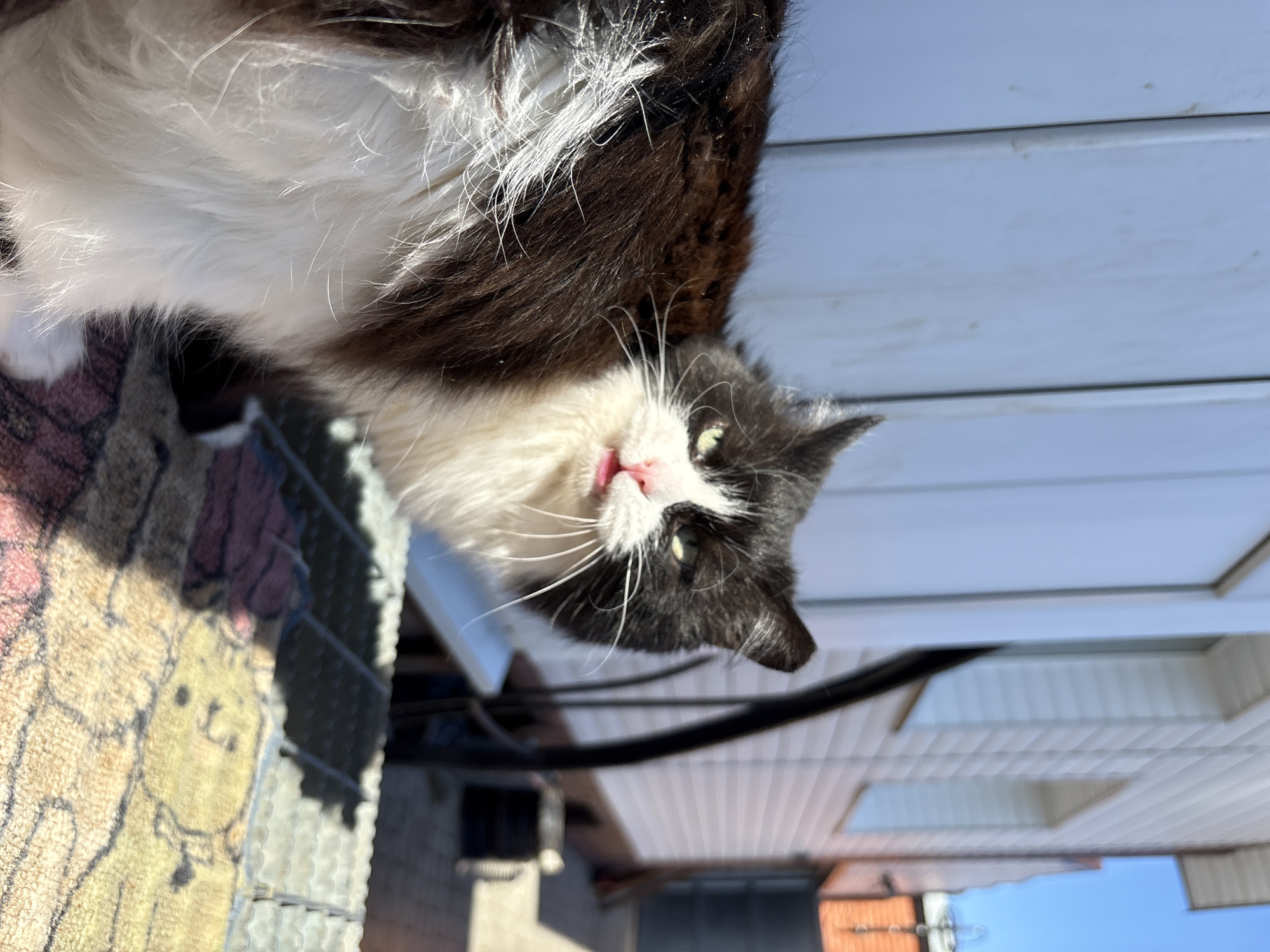 A black and white cat with a pink nose and tongue is sitting on a patterned mat, looking at the camera. The cat is partially in the shade. Behind the cat, there is a white siding wall and a glimpse of blue sky and orange-roofed buildings. The picture appears to be taken from a low angle, looking up at the cat, and the location given is Прикамский, Russia.
