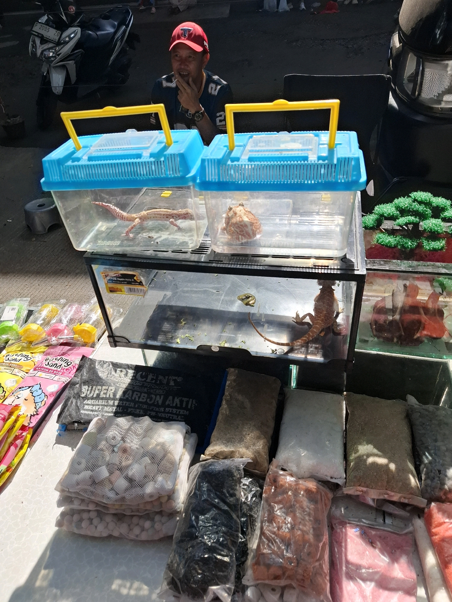 In Karangtengah, Indonesia, a man in a red cap and a dark blue t-shirt with white lettering is standing behind a table displaying various pet supplies and enclosures. The man appears to be a vendor, with his hand near his mouth, possibly in thought or conversation. In front of him, two clear plastic enclosures with blue lids and yellow handles are stacked. The top enclosure contains a light-colored lizard with orange spots. The bottom enclosure holds a larger, reddish-brown lizard and a small green frog. Below these, a glass terrarium is visible, containing a reddish-brown lizard and some scattered green material. To the left of the terrarium, several colorful bags of what appear to be sand or substrate are arranged, along with small water bottles with metal spouts. Behind the enclosures, bags of aquarium substrate are neatly stacked. In the background, a motorcycle is parked, and other indistinct figures and objects suggest a street-side market or an outdoor shop. The lighting suggests it is daytime, with strong sunlight casting shadows.
