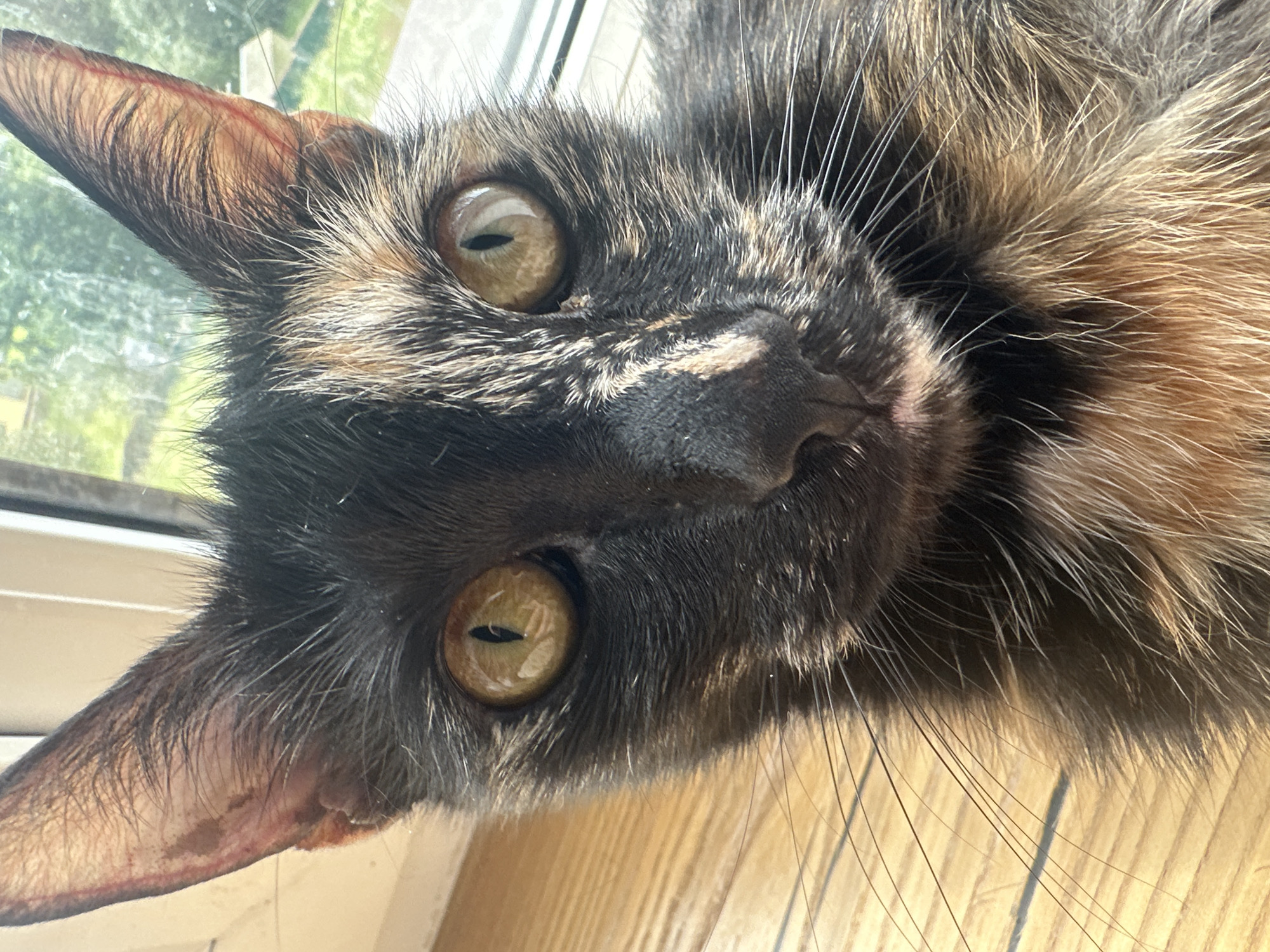 The image shows a close-up, eye-level shot of a tortoiseshell cat's face, with its head angled slightly to the left. The cat has large, golden-amber eyes with vertically slit pupils. Its fur is a mixture of black, brown, and orange patches. The cat is positioned in front of a window with natural light illuminating its face. Out of focus greenery is visible through the window, suggesting an outdoor environment. The foreground shows a wooden surface, likely a windowsill, with a warm, light brown color and visible grain. The overall setting appears to be indoors, near a window, with an outdoor view. There is no indication of the city of Ozerki, Russia, or any specific environmental features that would place it there.