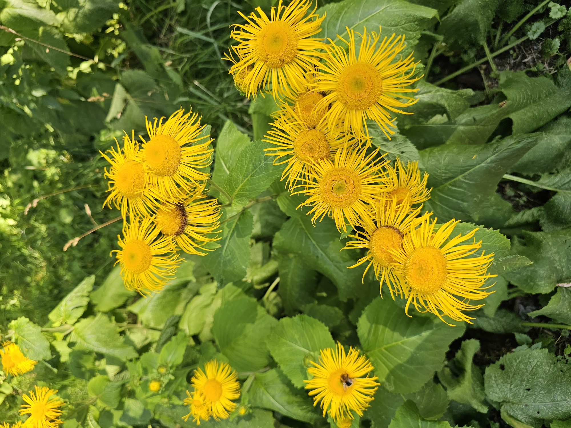 This is a close-up, overhead shot of several bright yellow flowers with narrow, spiky petals, set against a backdrop of lush green foliage. The flowers appear to be in various stages of bloom, with some fully open and others partially closed. One of the flowers, in the lower left quadrant of the image, has a small black bee with yellow markings on it. The lighting suggests it is daytime, with the sun illuminating the flowers. The environment appears to be natural, likely a garden or a wild grassy area. There are no identifiable landmarks or structures to indicate a specific location within Moscow, Russia.