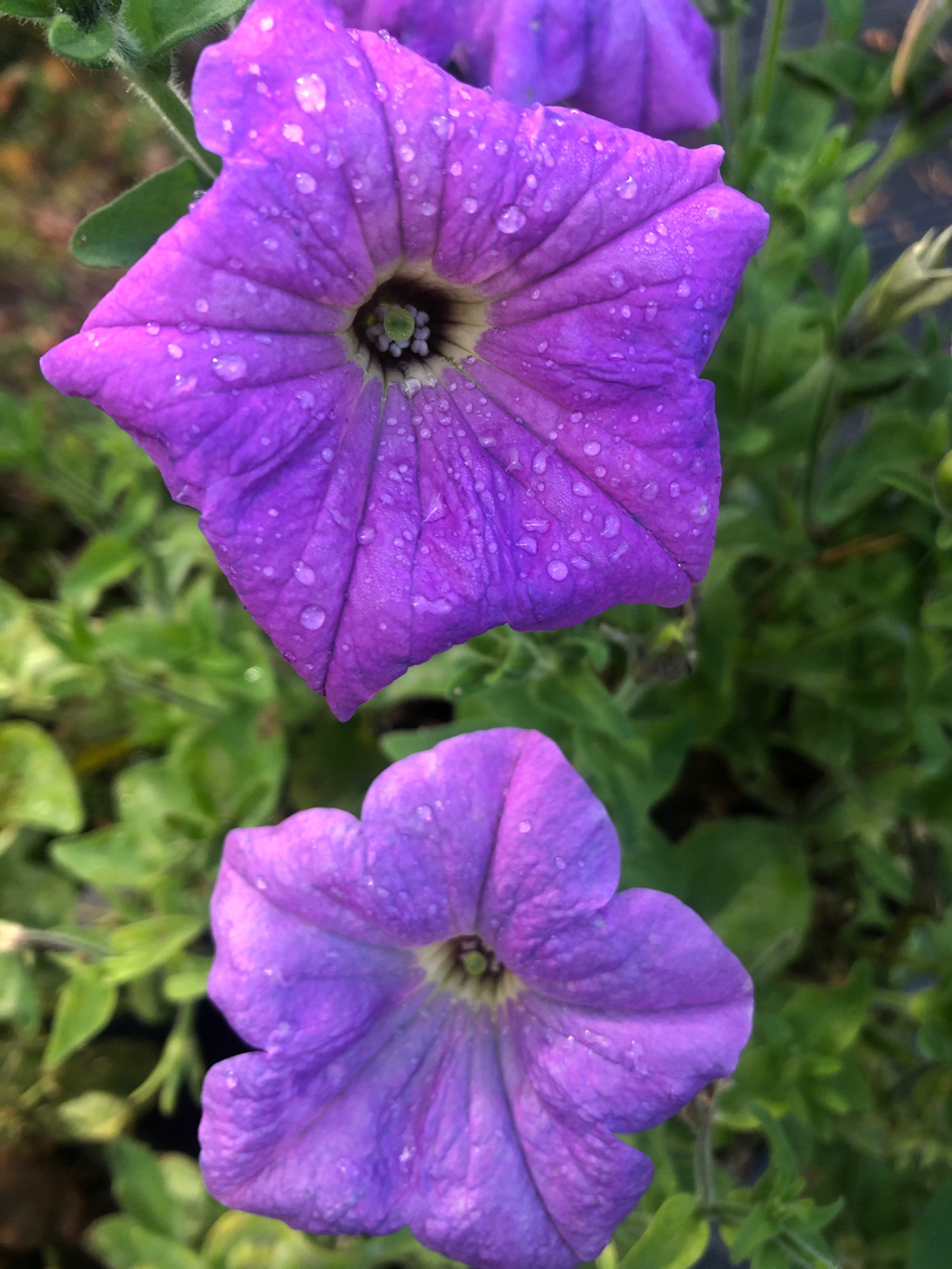 This is a close-up, vertical, outdoor photograph of two purple petunias. The top petunia is larger and more in focus, showing water droplets on its velvety petals. The bottom petunia is smaller and slightly out of focus. Both flowers are in the foreground, with a blurry background of green foliage. The scene appears to be a garden or a park. There are no people or animals visible in the image.