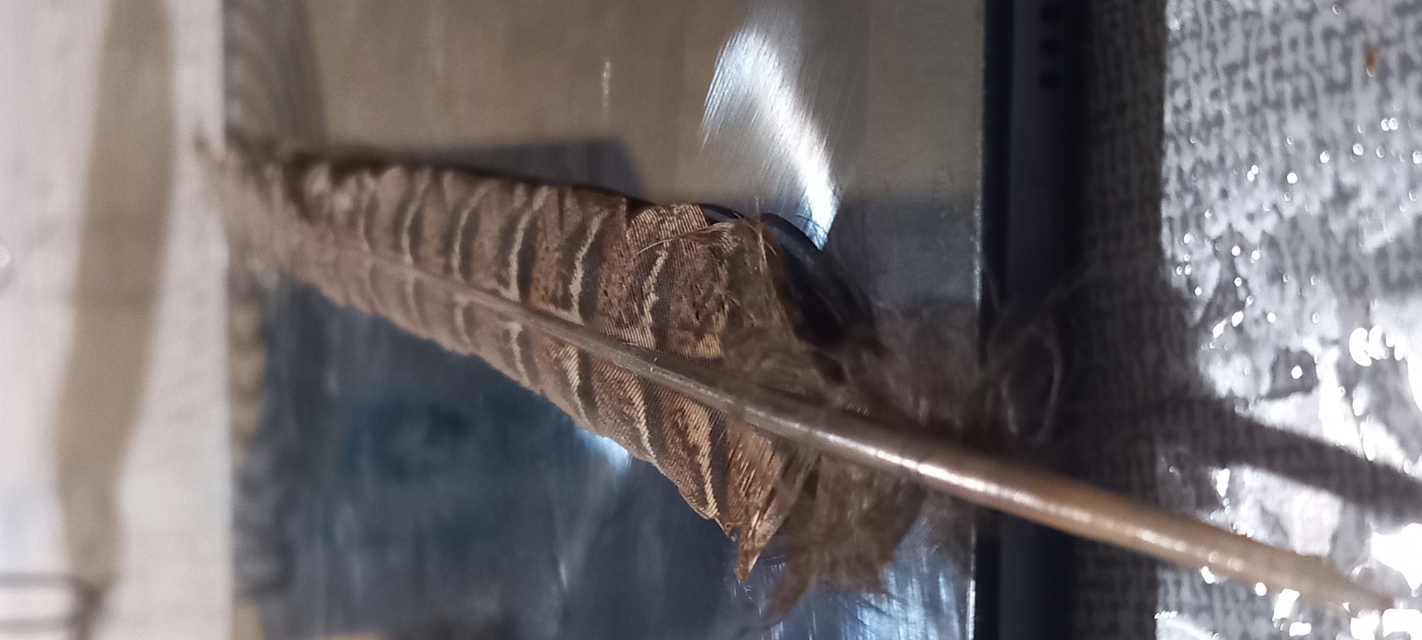 This image captures a single brown bird feather, exhibiting distinct horizontal banding patterns in alternating shades of light and dark brown. The feather's central rachis is a lighter brown, extending diagonally from the lower-left foreground towards the upper-right background. The feather rests on a dark, highly reflective flat surface, consistent with an electronic device such as a smartphone or tablet. This surface shows blurred reflections of bright light sources, particularly to the right of the feather and near its base. The background is out of focus, revealing indistinct light and dark areas of an indoor environment. The scene is located in Kryvyi Rih, Ukraine.