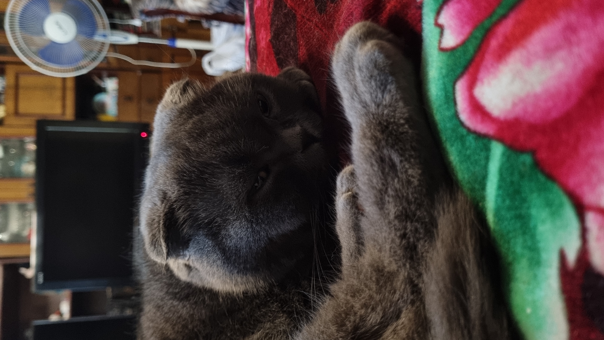 A grey Scottish Fold cat is lying on a red blanket with a floral pattern. The cat is curled up, with its head resting on its paws. The cat's ears are folded down, a characteristic of the breed. In the background, a television screen is visible, and to the right, a blue and white oscillating fan is present. The environment appears to be indoors, possibly a living room, with wooden furniture and shelves in the background. There is no indication of the cat's location being in the city of Vysokoe, Russia, or any other specific location. The image is a close-up shot, focusing primarily on the cat.