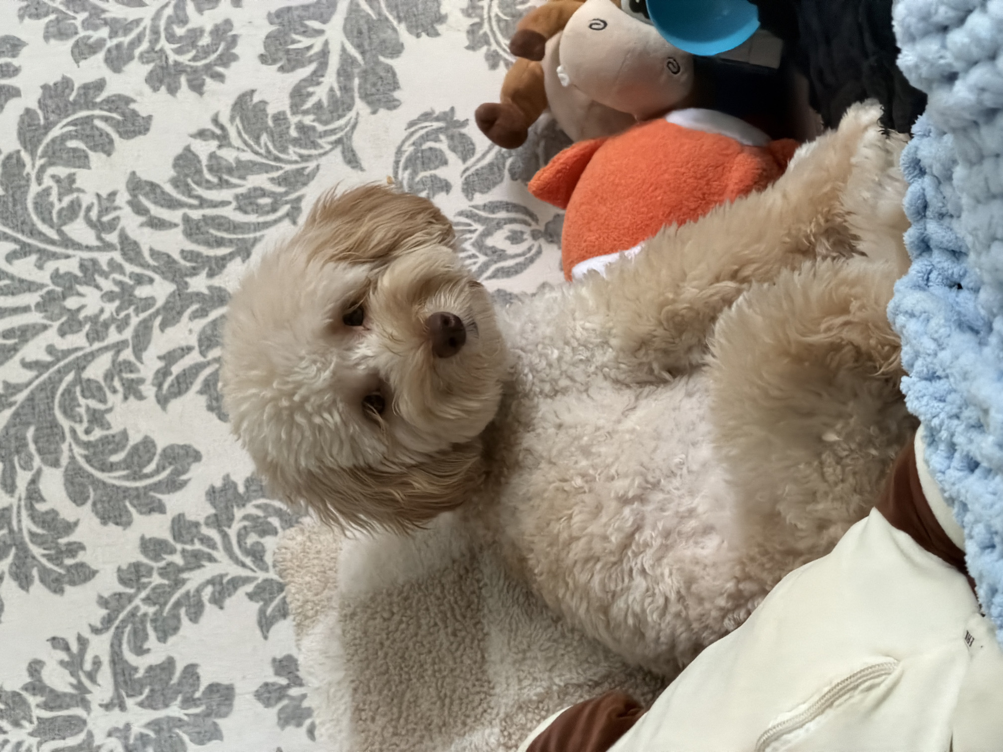 A cream-colored dog with fluffy fur is lying on its back on a patterned rug. The dog has floppy ears and a dark nose. To the right of the dog, there are several stuffed toys. One is a brown and white horse, another is orange with white trim, and a third is a light gray elephant. A blue plastic cup or bowl is visible near the horse toy. A portion of a blue, fluffy blanket is also visible to the right of the dog. The setting appears to be indoors, likely a home. The dog's relaxed pose and the presence of toys suggest a comfortable and domestic scene. No text is visible in the image.