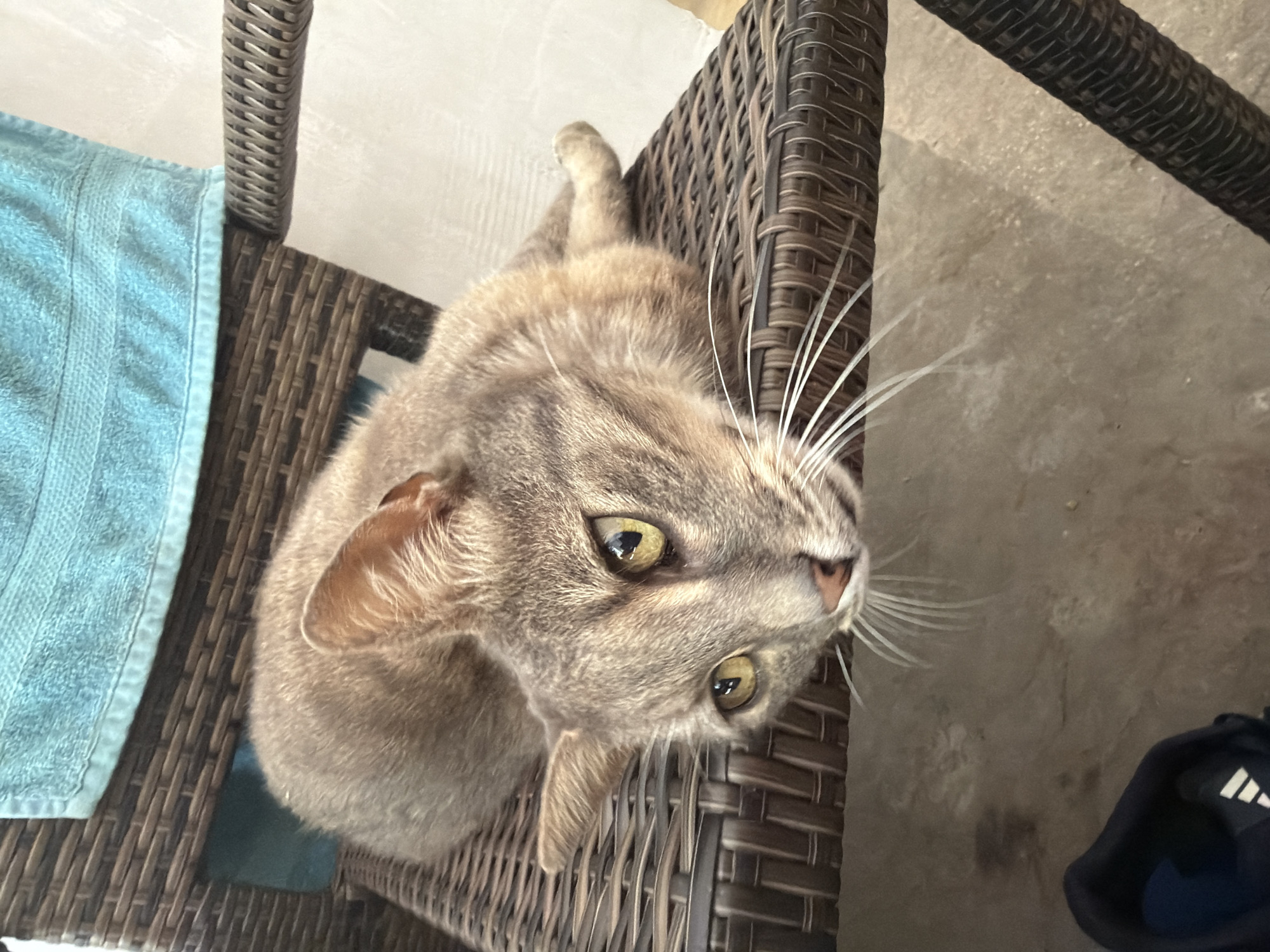 A domestic shorthair cat with tabby markings reclines on a brown woven chair. A blue towel is draped over the back of the chair. The cat's head is turned towards the camera, with its eyes open and focused. Its whiskers are fanned out. The chair is positioned outdoors on a concrete surface. A dark blue athletic shoe is visible in the lower left corner of the image. The scene is set in the city of Prosena, Bulgaria.