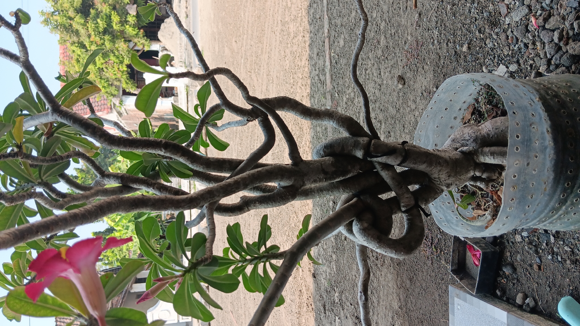 This is a medium-shot, eye-level photograph of a mature Adenium plant with a uniquely twisted trunk and branches, potted in a large, translucent plastic container with numerous perforations. The plant exhibits lush green leaves and at least one vibrant pink flower in bloom, with another bud visible. The trunk and branches are thick and gnarled, with several branches intentionally bent and intertwined, secured with black ties.
The background suggests an outdoor setting, likely a residential area in Sonobekel, Indonesia. The ground is covered with dirt and gravel. To the left of the plant, a black, rectangular container holding a fallen pink flower and some soil is visible, along with a textured grey surface. Behind the plant, a sandy area is discernible, leading to buildings with red tiled roofs and abundant green foliage from trees and other plants. The lighting indicates it is daytime, with soft shadows. The overall impression is of a carefully cultivated bonsai or ornamental plant in a simple, possibly rural, setting.